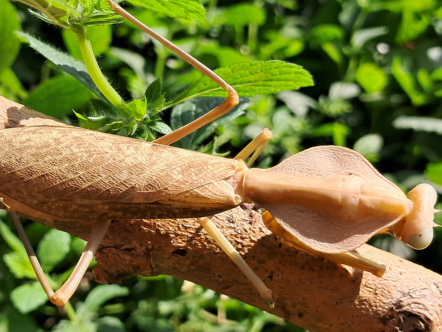 Rhombodera Kirbyi (Timor Shield Mantis)