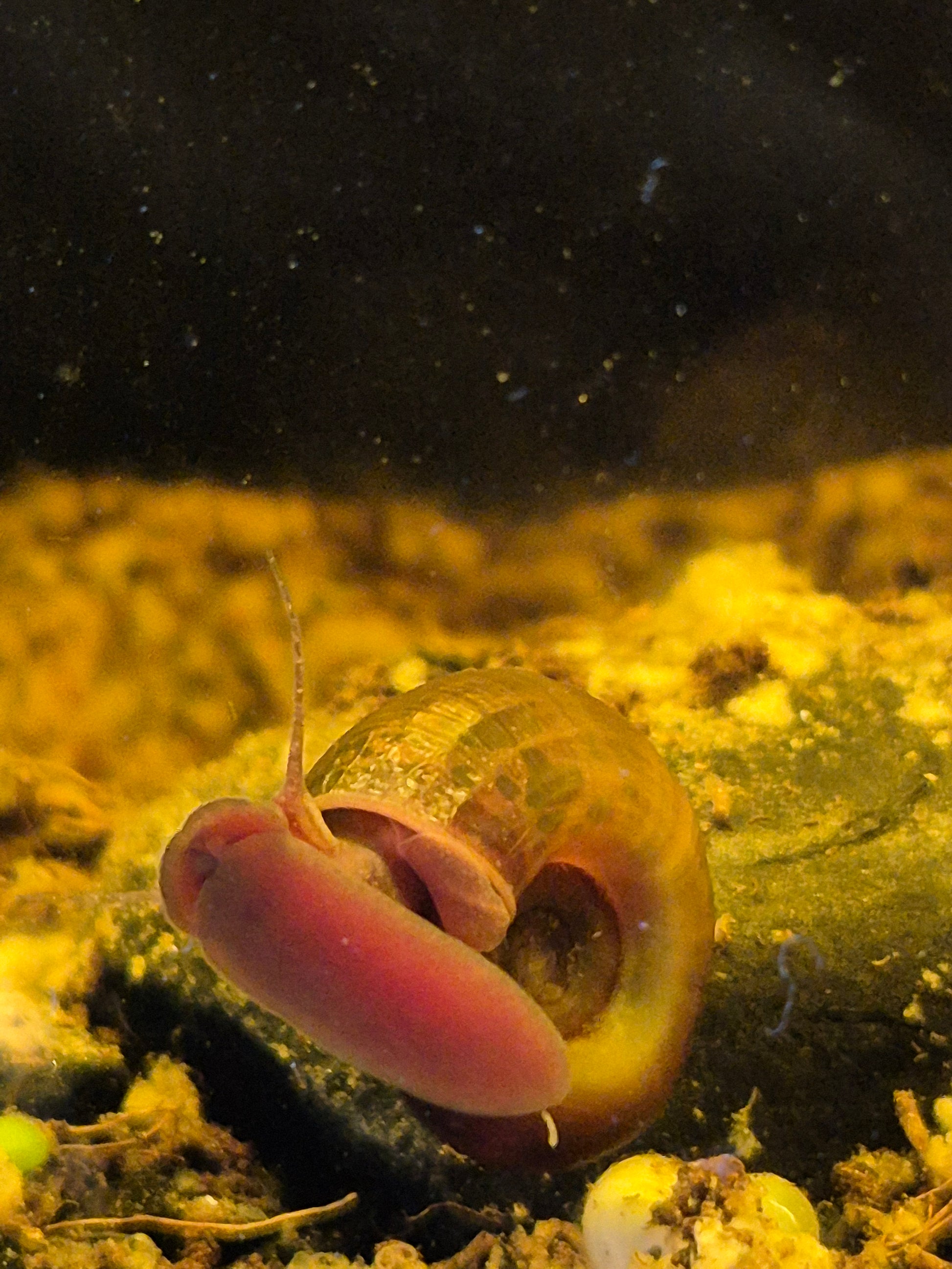 Ramshorn Snail (Planorbella duryi) - The Bug Room