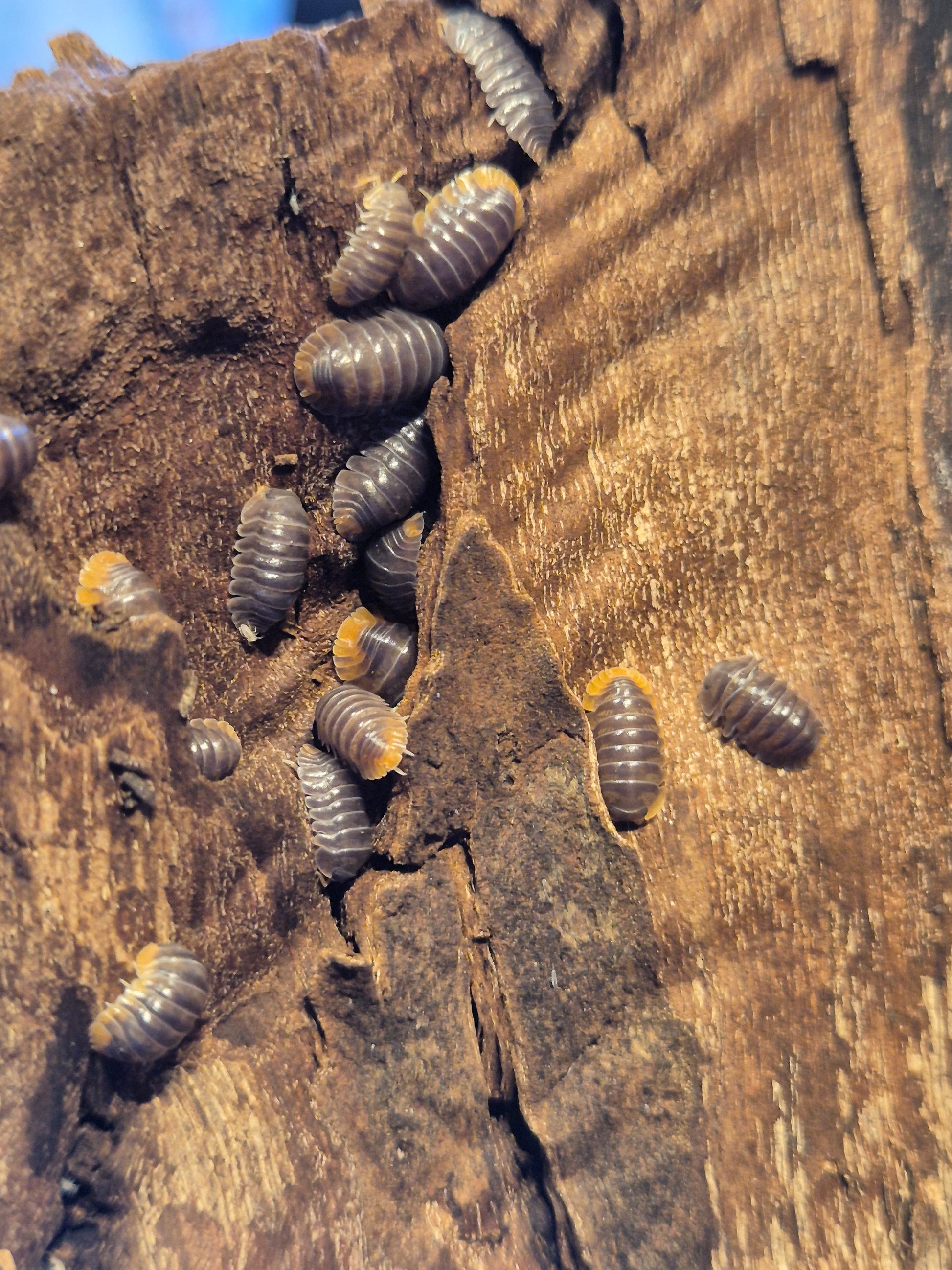 Cubaris Miyako Isopods - The Bug Room