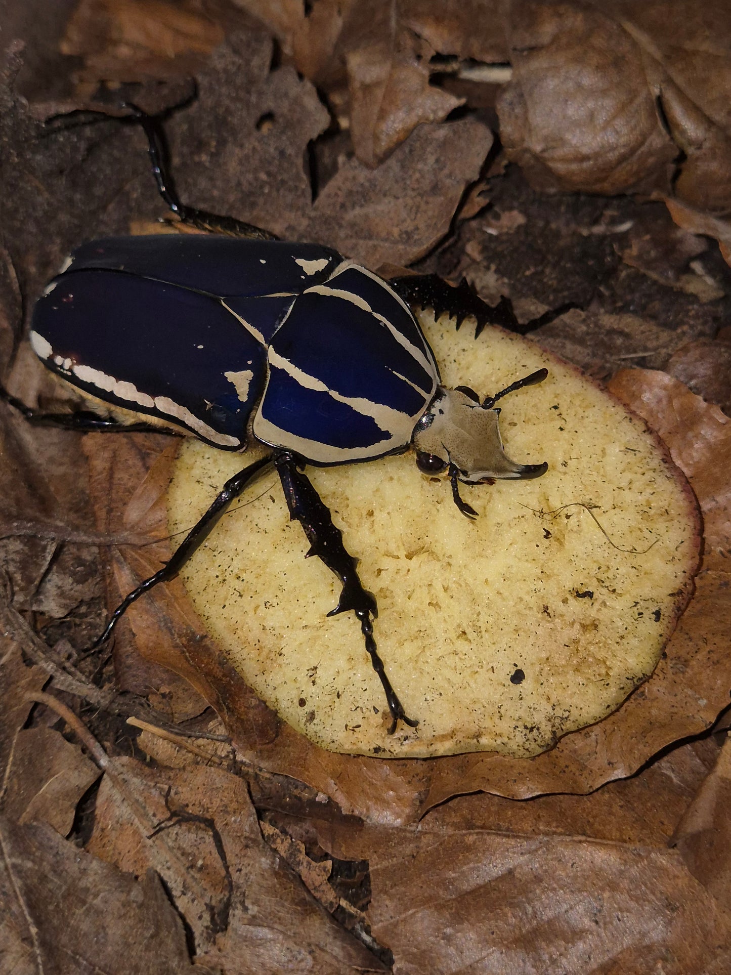 MTU - Mecynorrhina Torquatus Ugandensis Beetles - The Bug Room