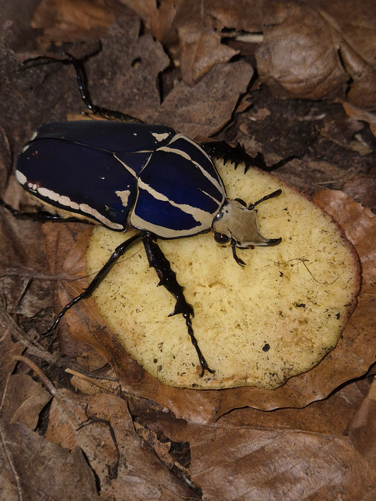 MTU - Mecynorrhina Torquatus Ugandensis Beetles - The Bug Room