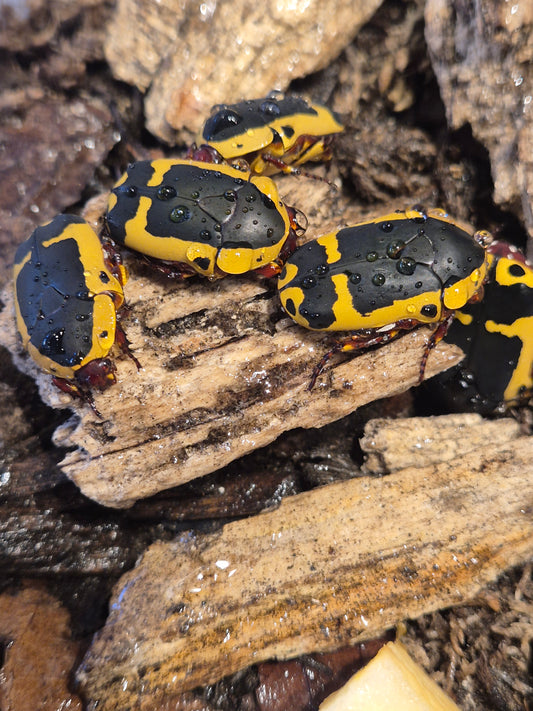 Pachnoda Sinuata Flaviventris - The Bug Room