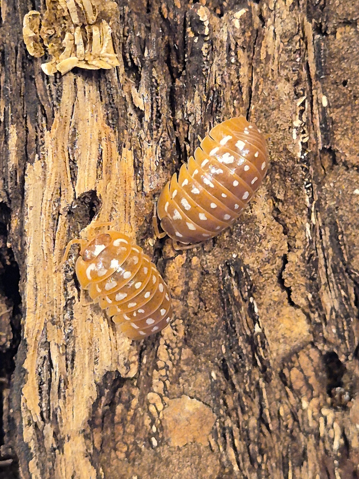 Armadillidium Werneri "Orange" Isopods