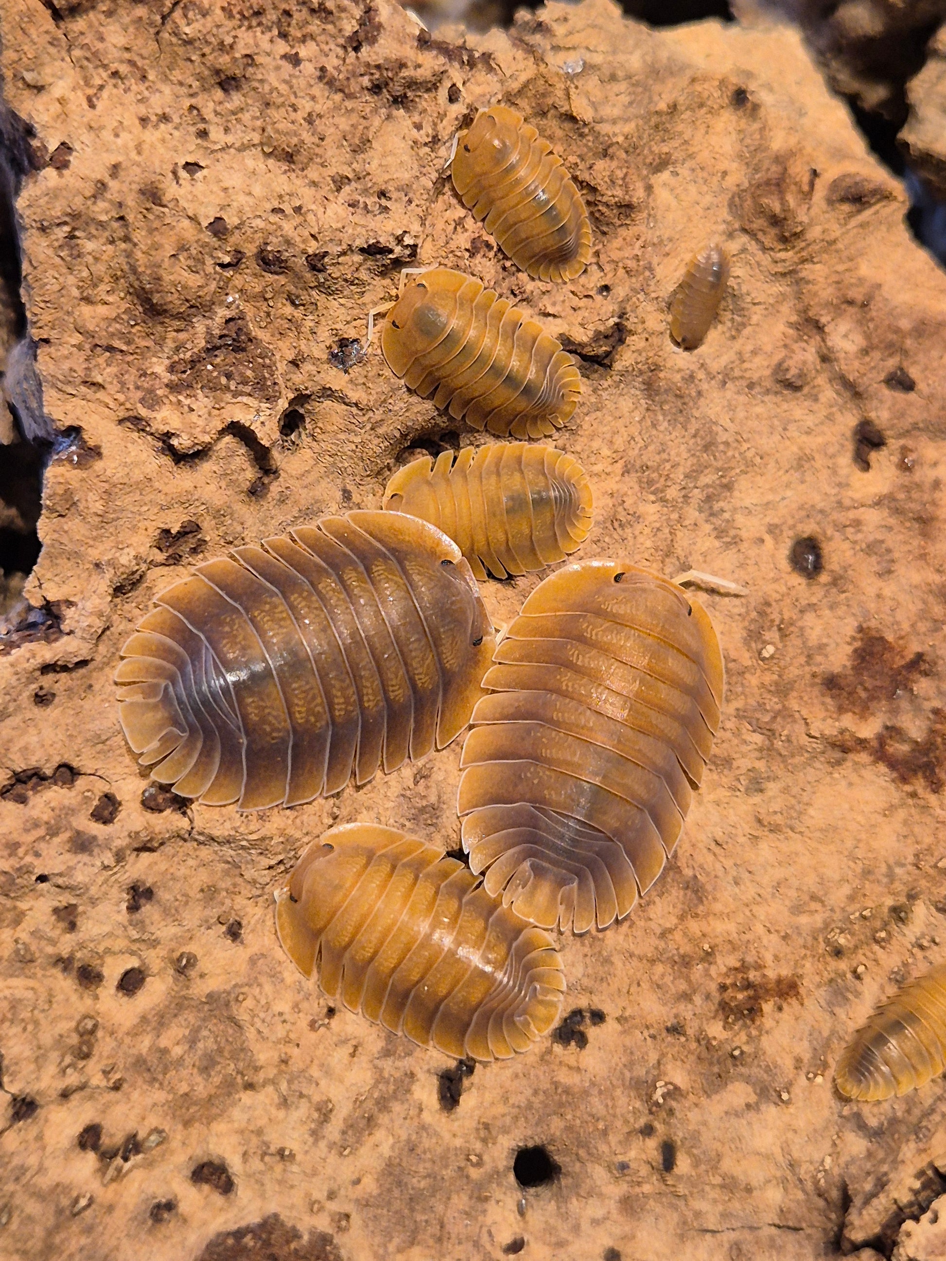 Troglodillo sp. Vex Isopods - The Bug Room
