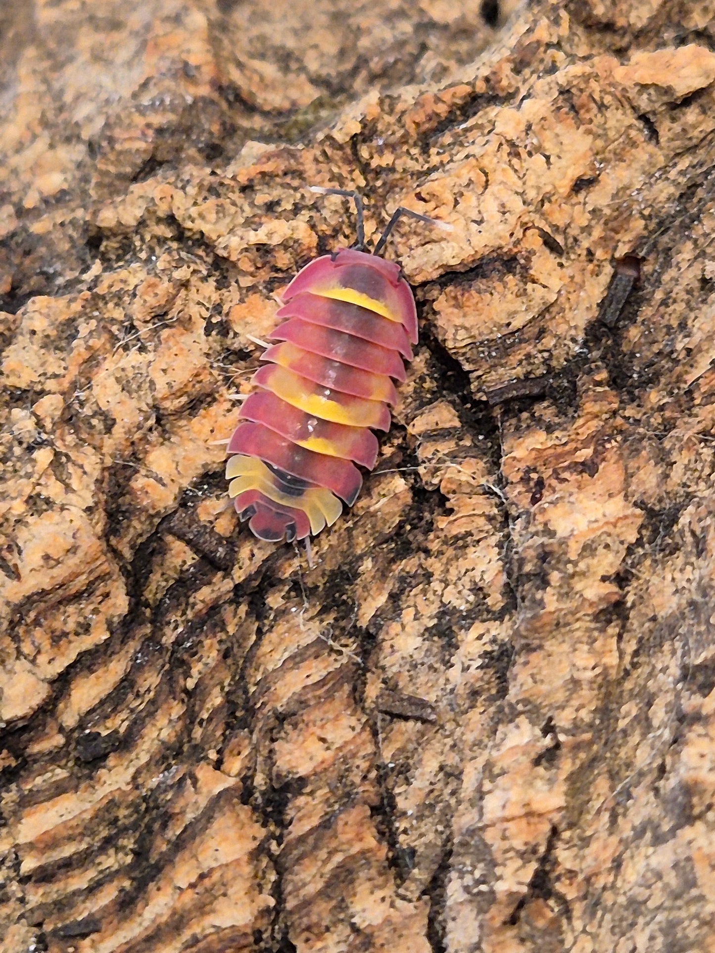 Merulanella sp. "Scarlet" Isopods