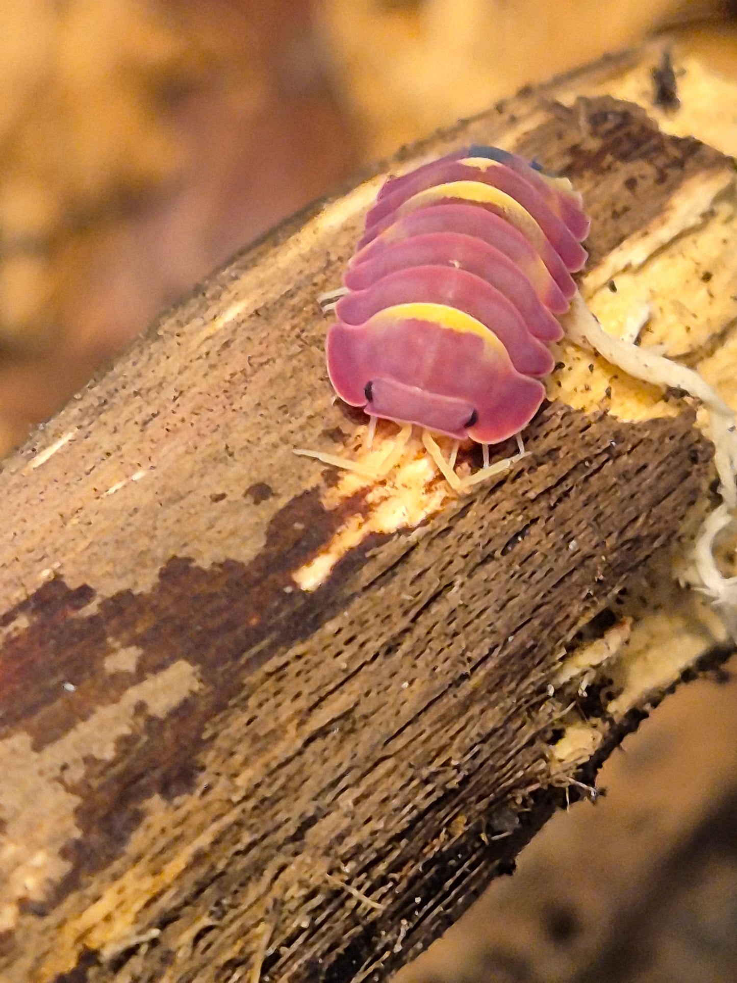 Merulanella sp. "Scarlet" Isopods
