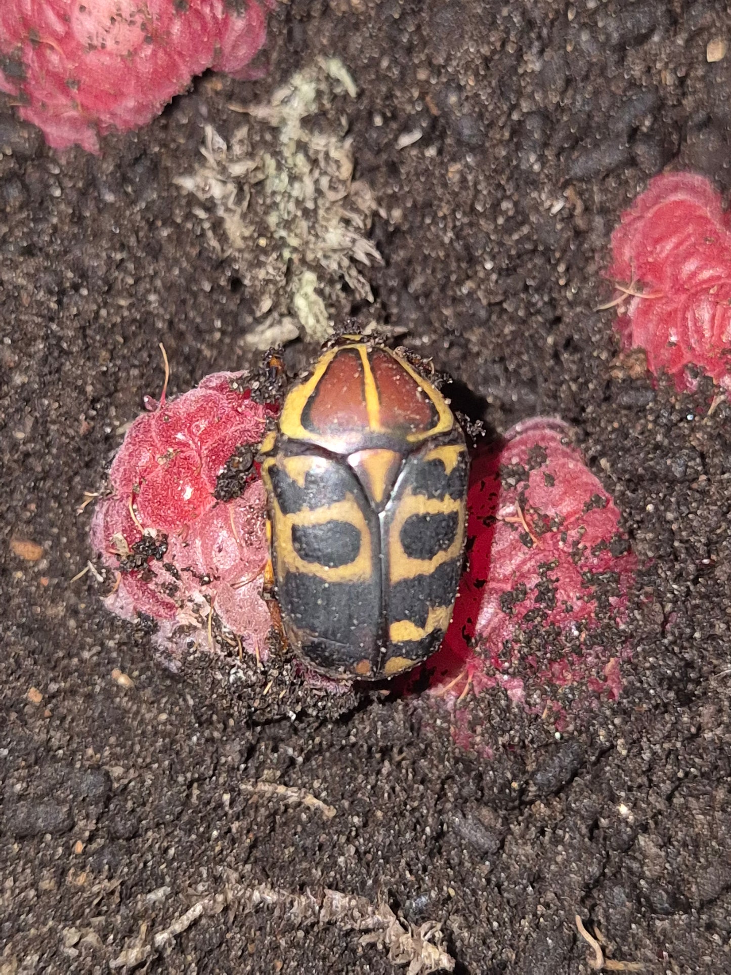 Pachnoda Cordata