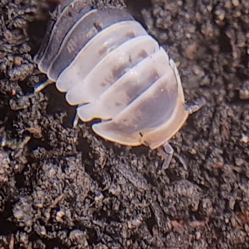 Cubaris sp "White Shark" Isopods