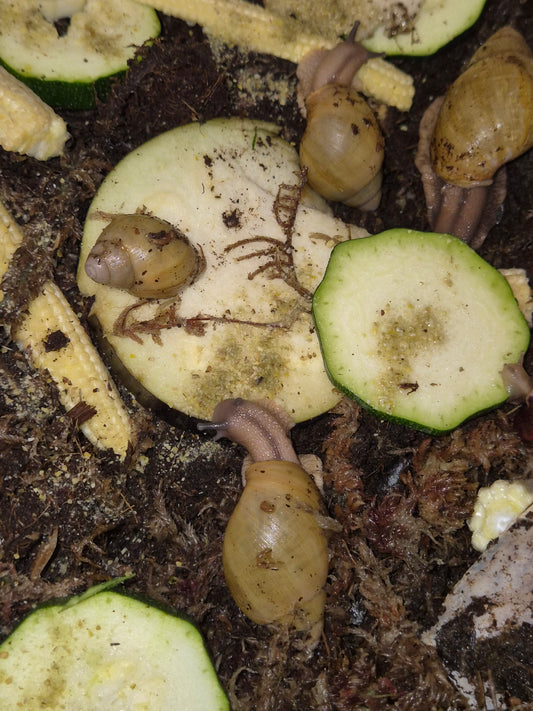 Archachatina Porphyrostoma - The Bug Room