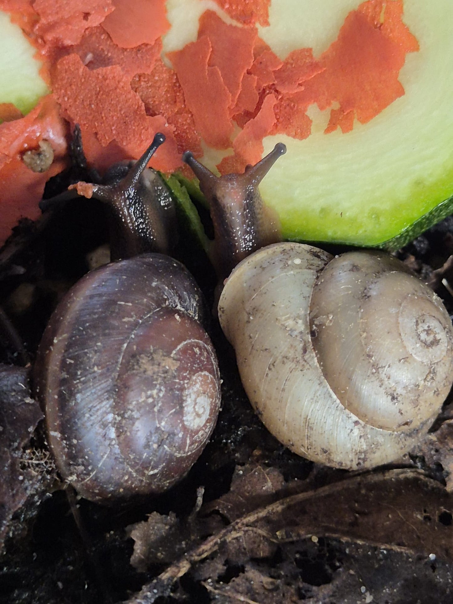 Pleurodonte Isabella Snails