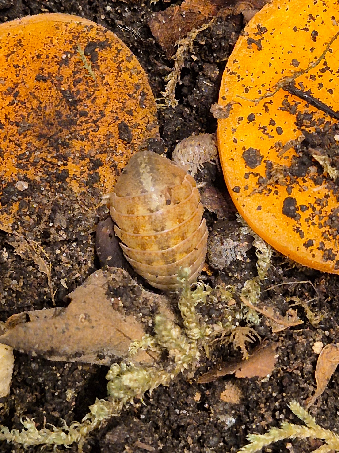 Helleria Brevicornis Isopods