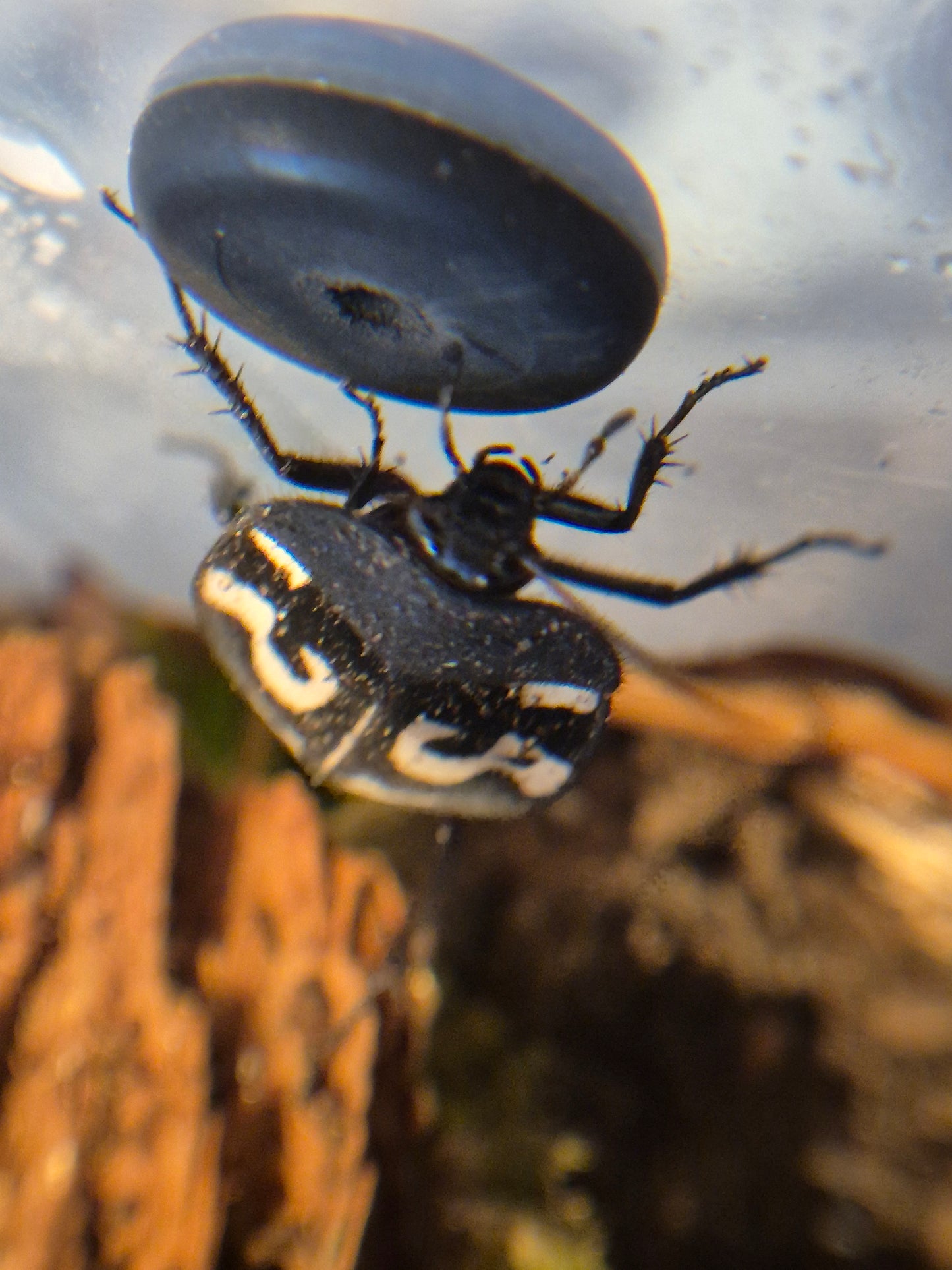 Therea olegrandjeani (Question Mark Cockroach)