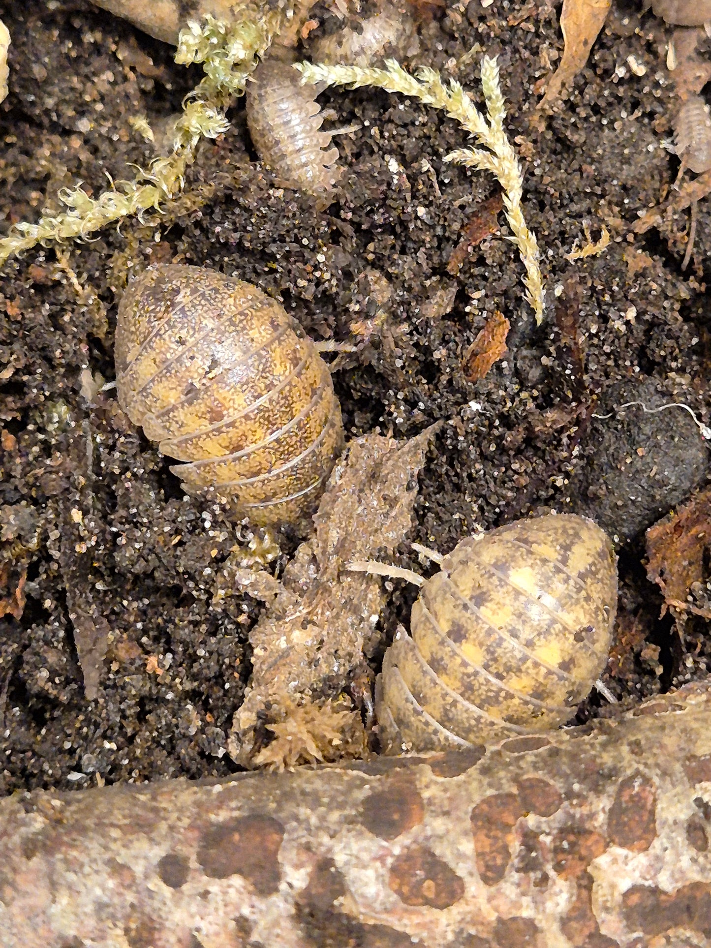 Helleria Brevicornis Isopods