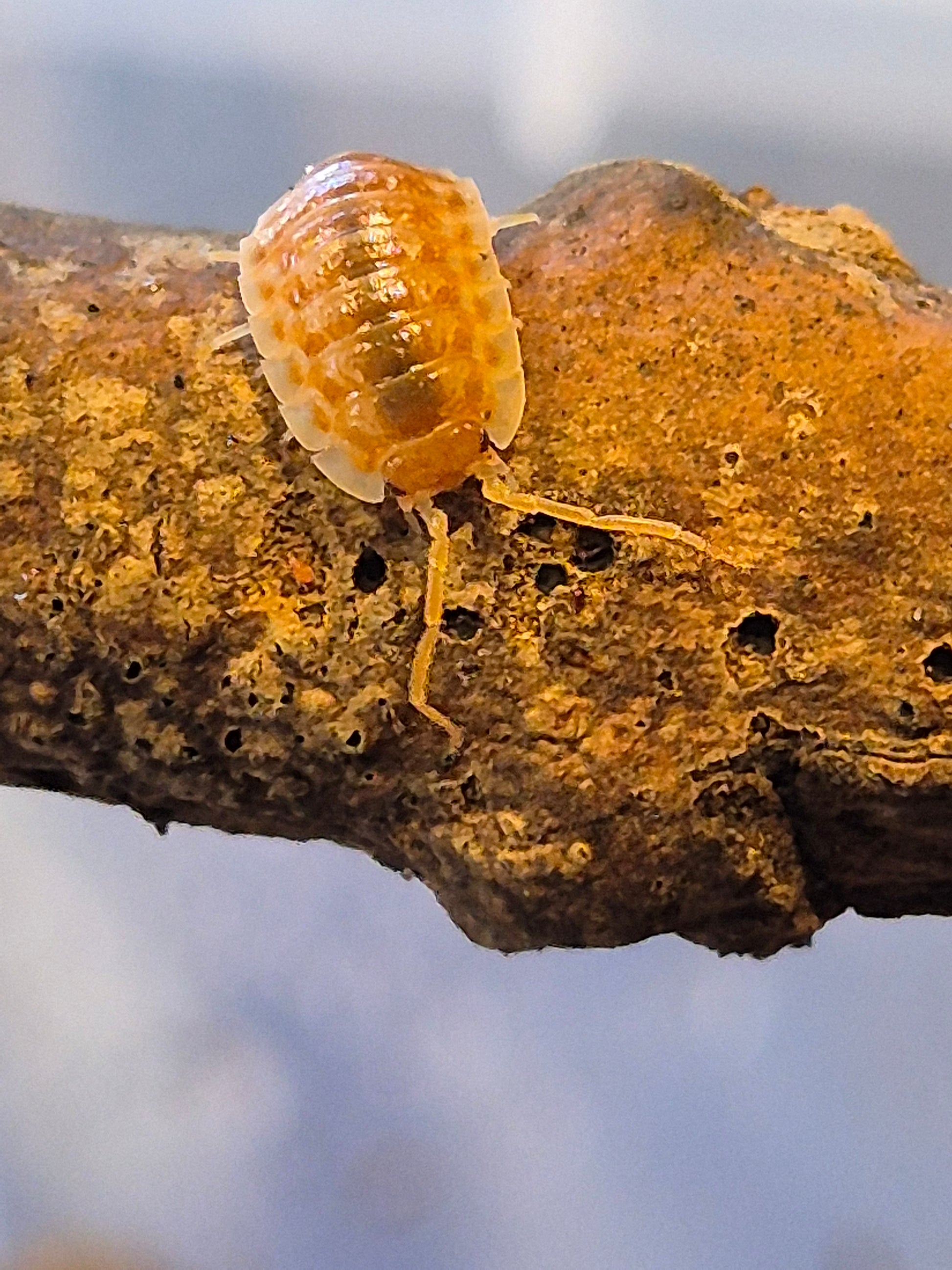 Oniscus Asellus "Orange" Isopods - The Bug Room