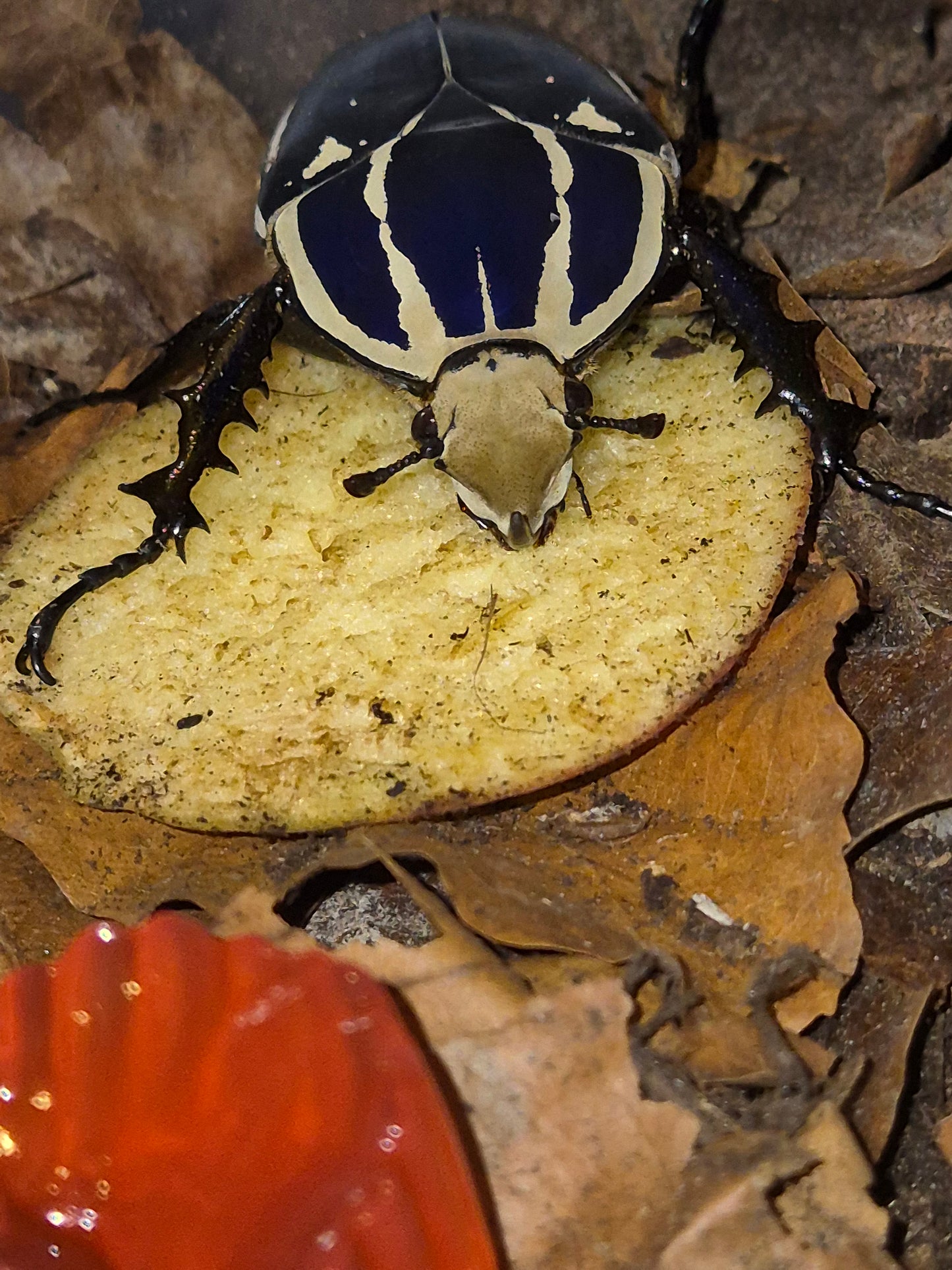 MTU - Mecynorrhina Torquatus Ugandensis Beetles - The Bug Room