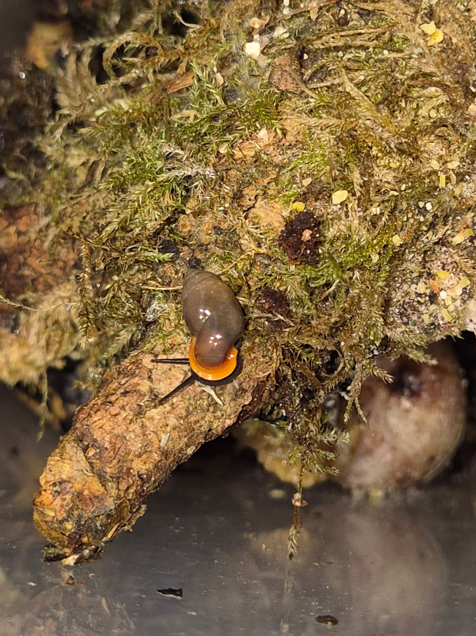 Moulinsia Fusca Erythrostoma - The Bug Room