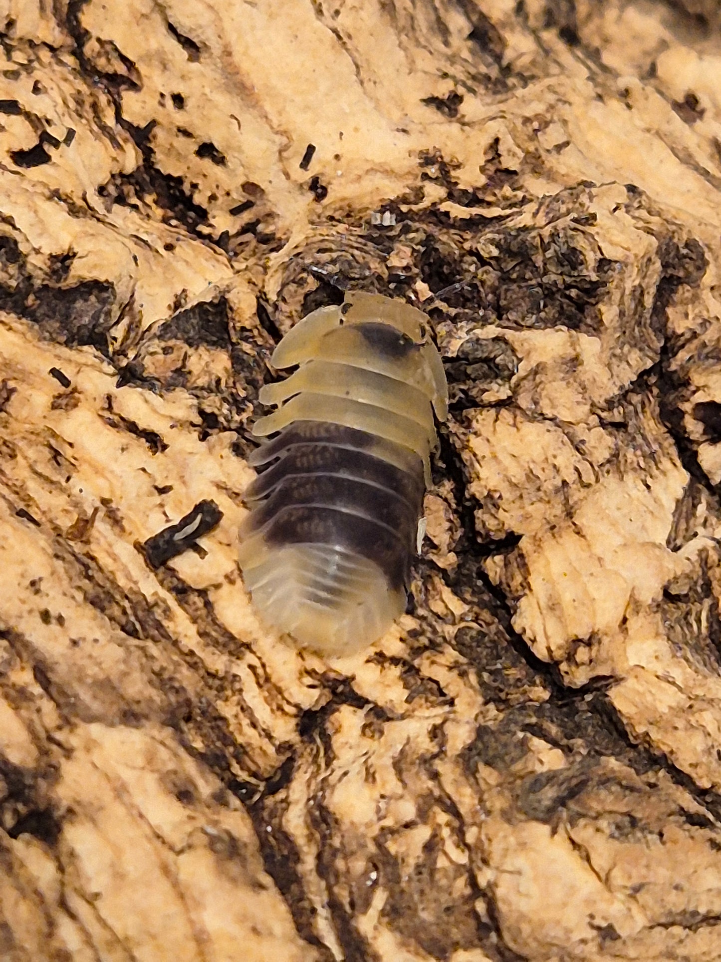 Cubaris sp "Bumblebee" Isopods
