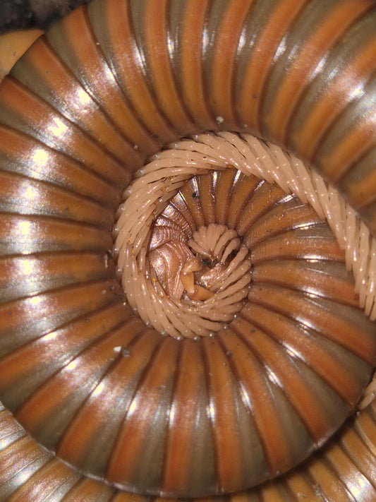 Spirostreptus sp. 1 "Burmese Beauty" Millipedes
