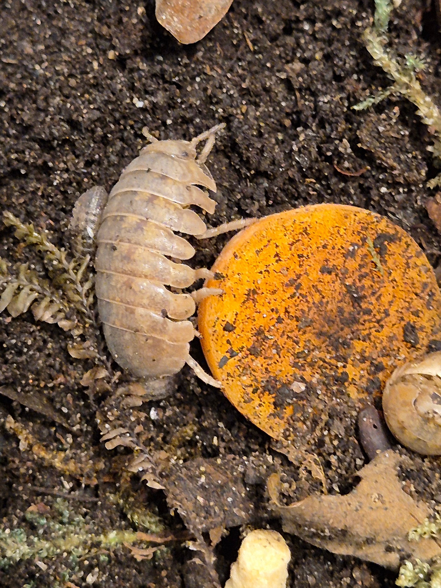 Helleria Brevicornis Isopods
