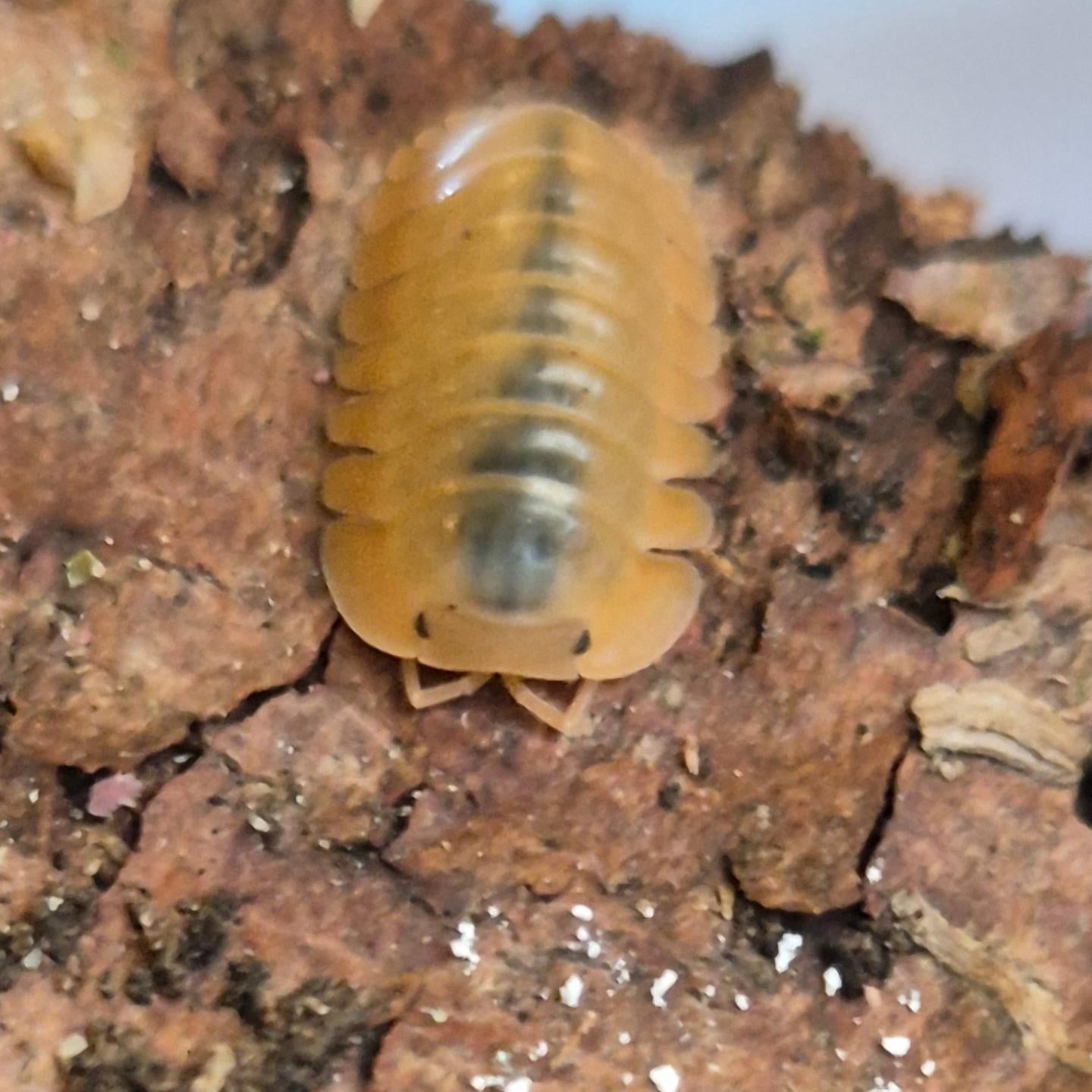 Cubaris sp "Orange Freezy" Isopods - The Bug Room