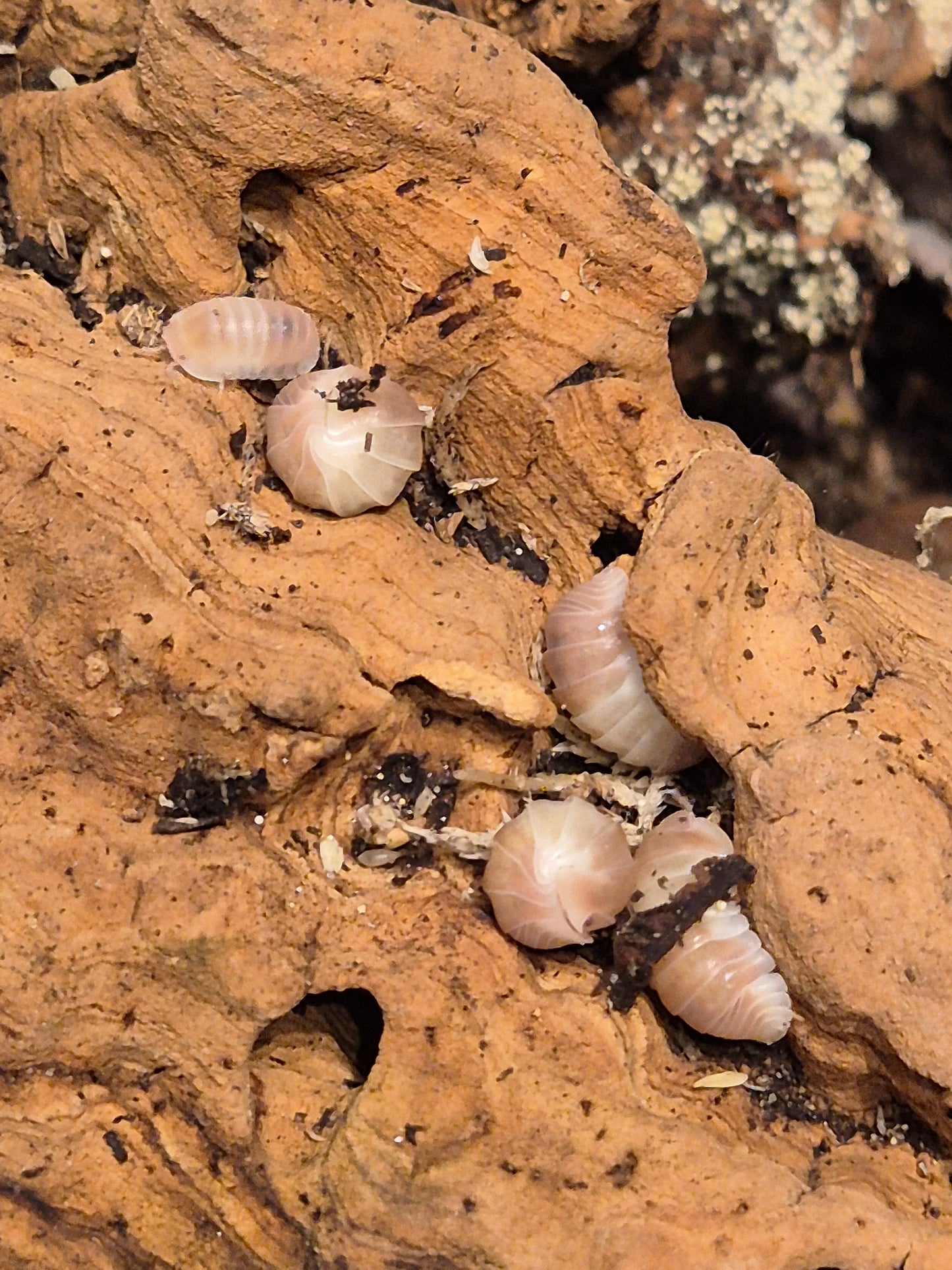 Cubaris sp "Pink Panda" Isopods