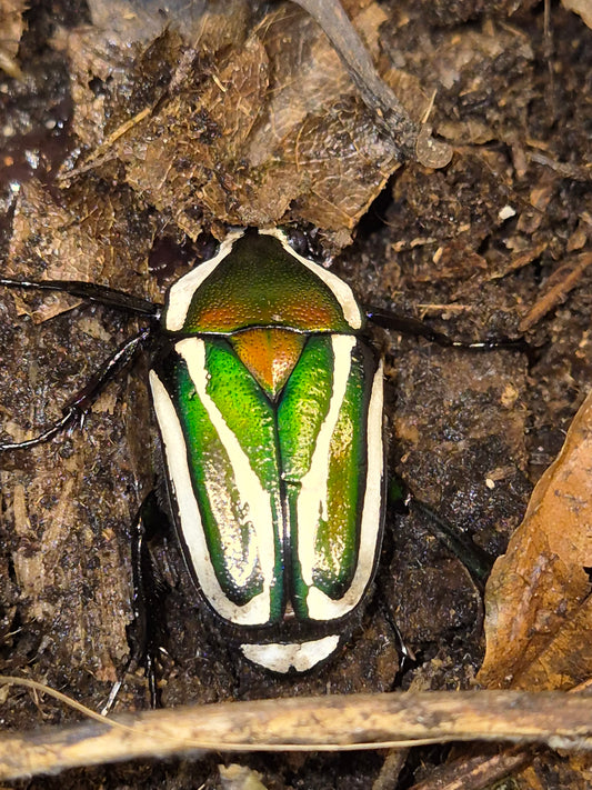 Dicronorhina derbyana (Derby Flower Beetle)