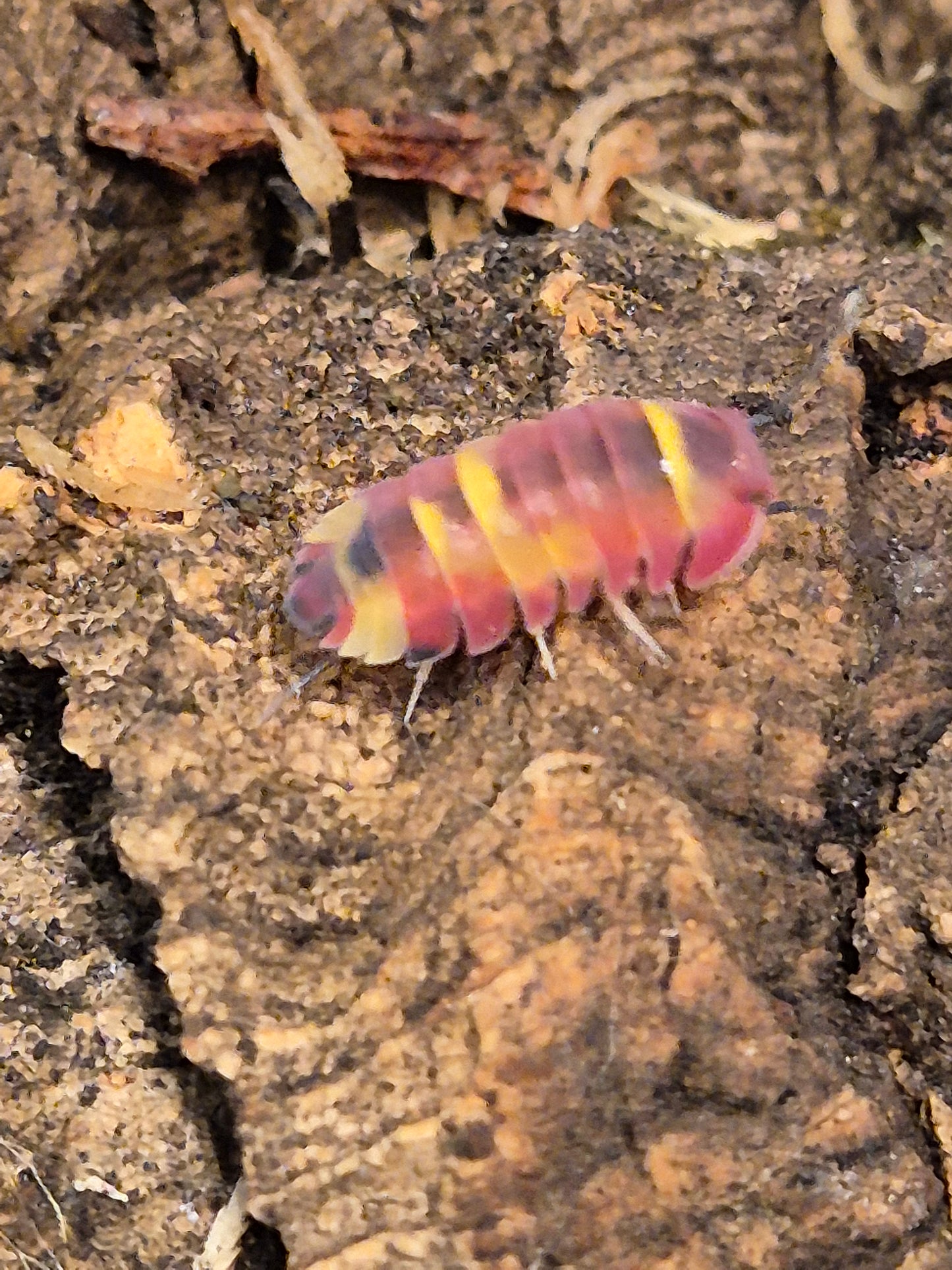 Merulanella sp. "Scarlet" Isopods