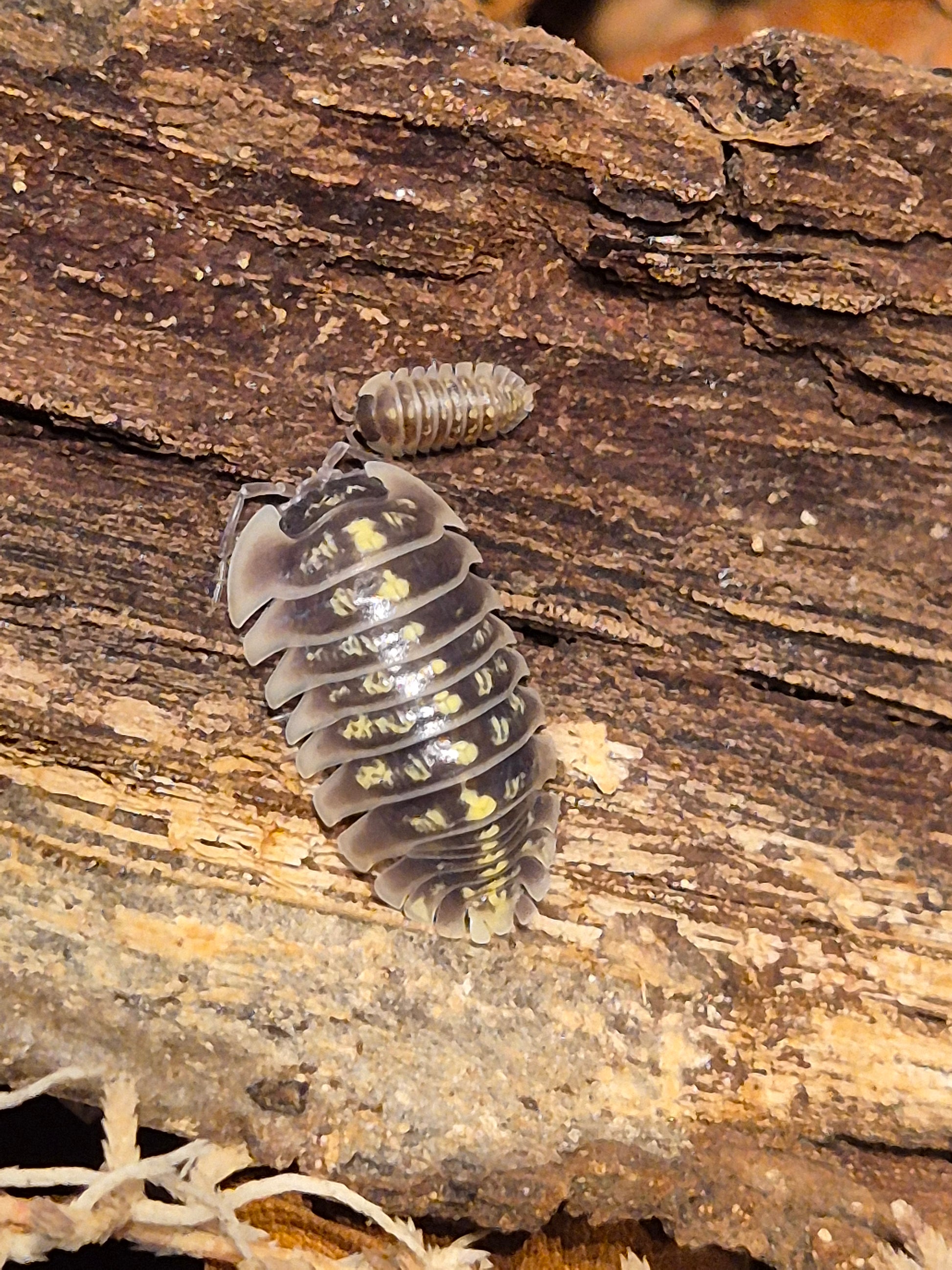 Armadillidium Ruffoi - The Bug Room