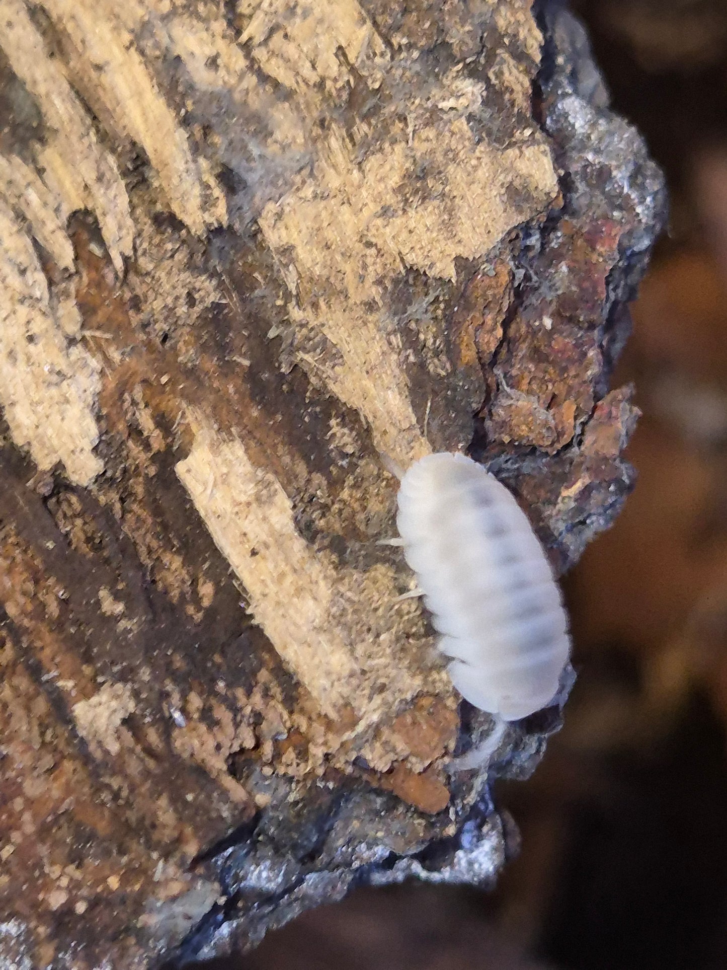 Cubaris sp "White Panda"