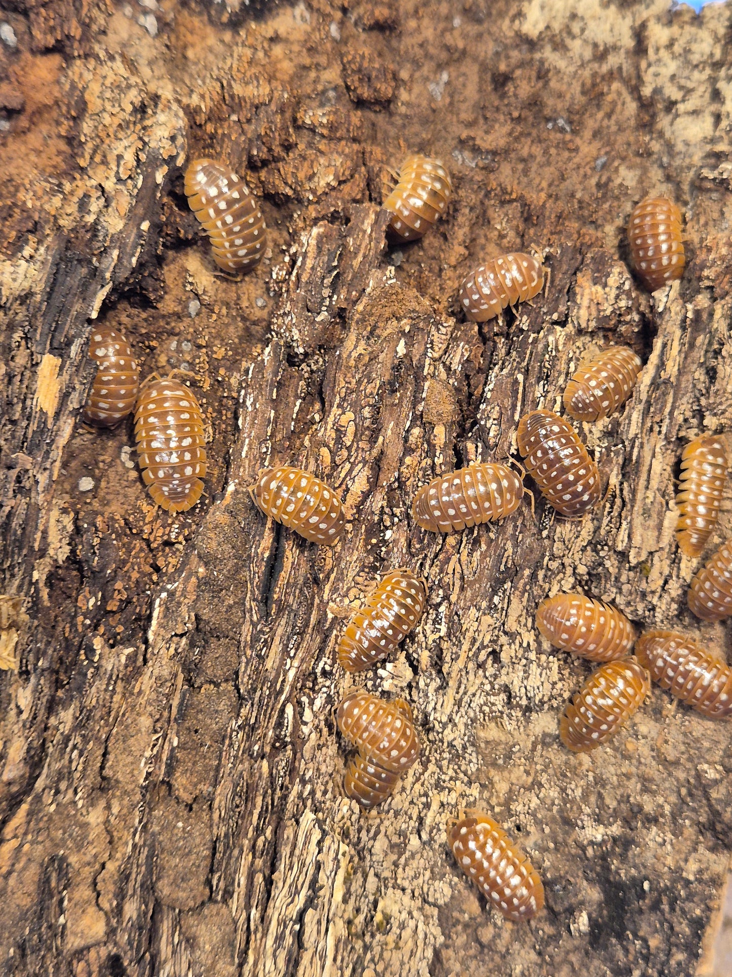 Armadillidium Werneri "Orange" Isopods