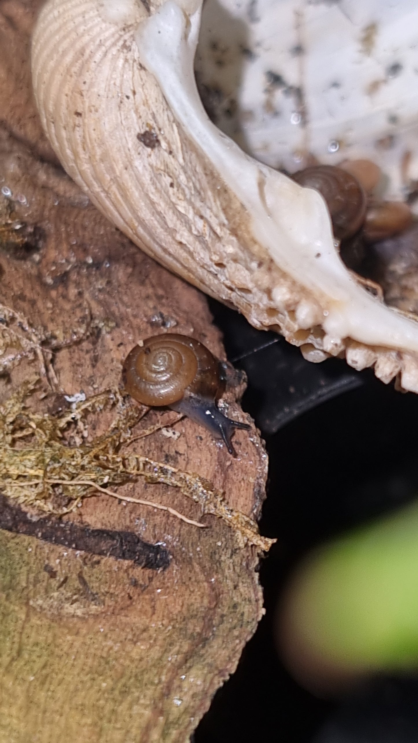 oxychilus alliarius, garlic snails uk
