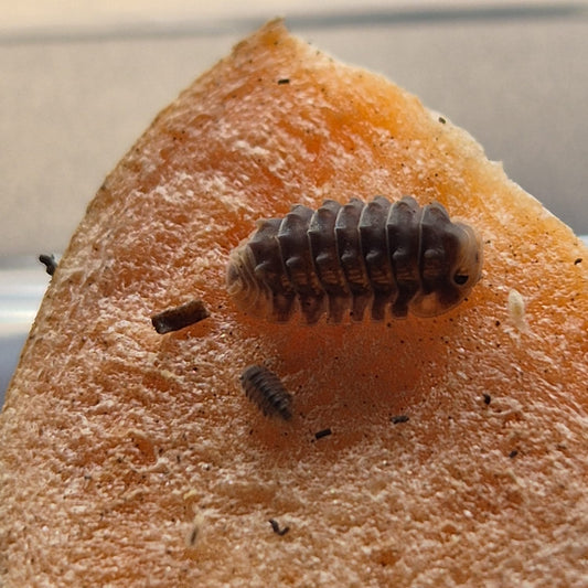 Isopoda sp. Shiny Gator