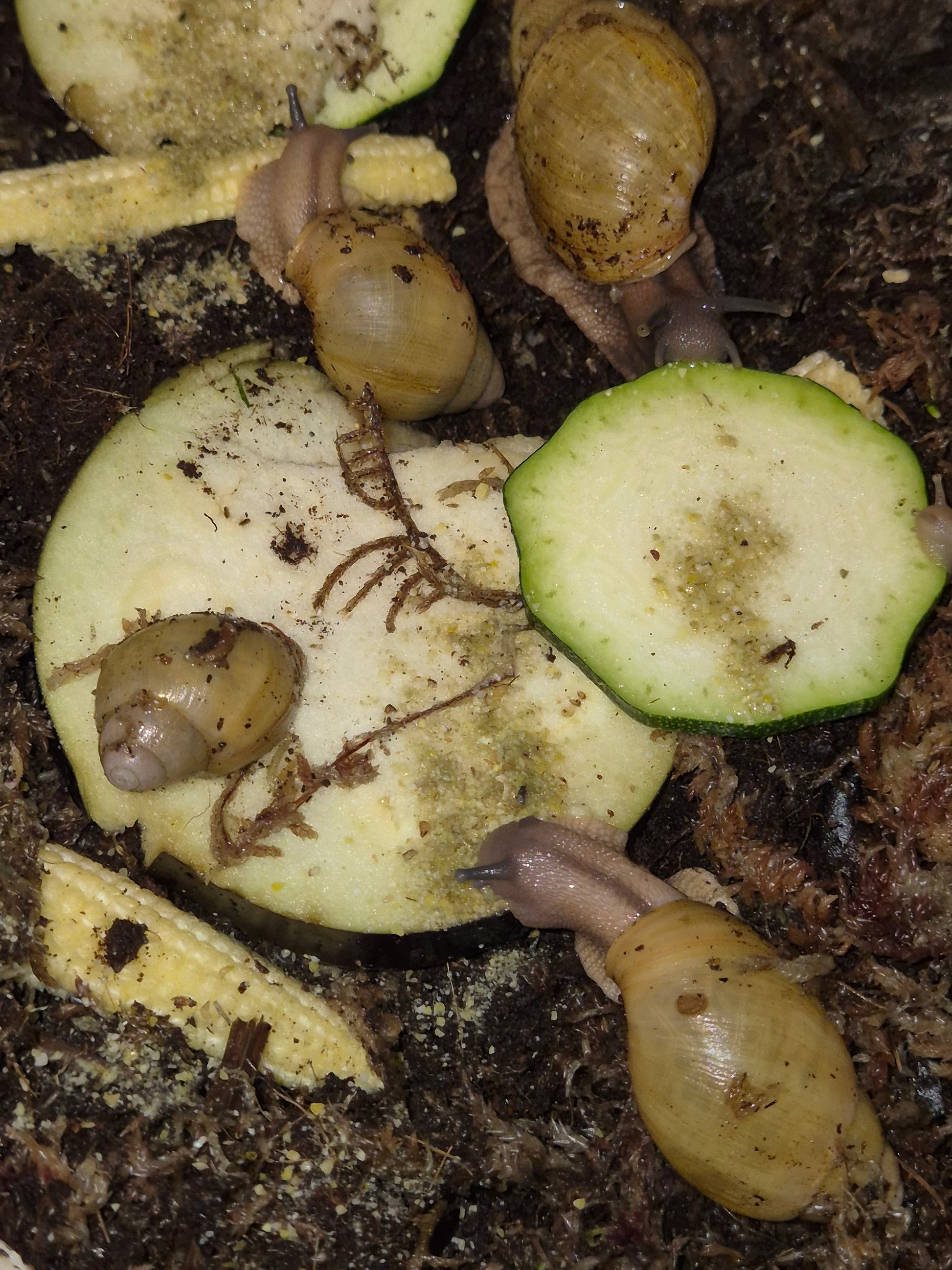 Archachatina Porphyrostoma - The Bug Room