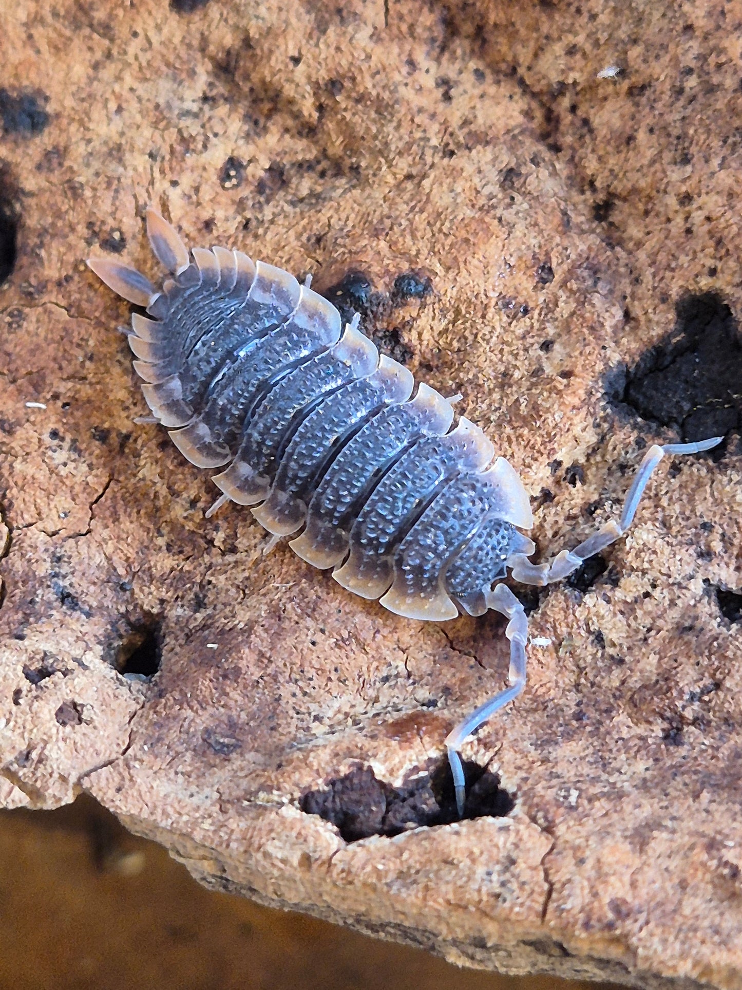 Porcellio Echinatus "Red Edge" Isopods - The Bug Room