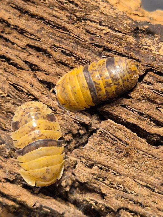 Fillipinodillo sp "Leopard Bee" Isopods