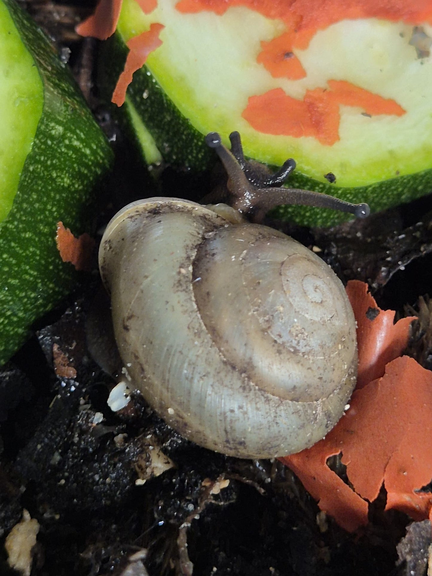 Pleurodonte Isabella Snails