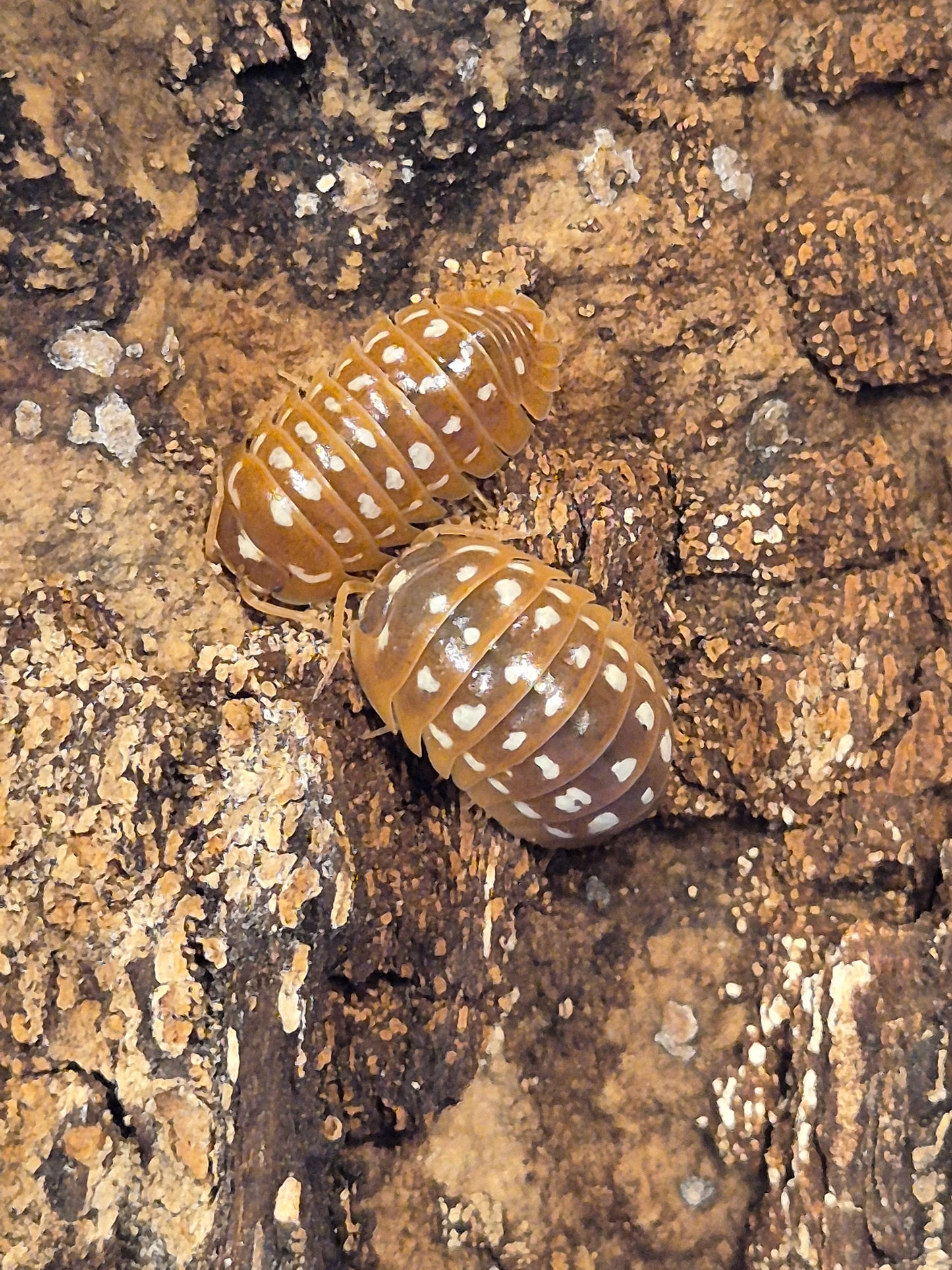 Armadillidium Werneri "Orange" Isopods