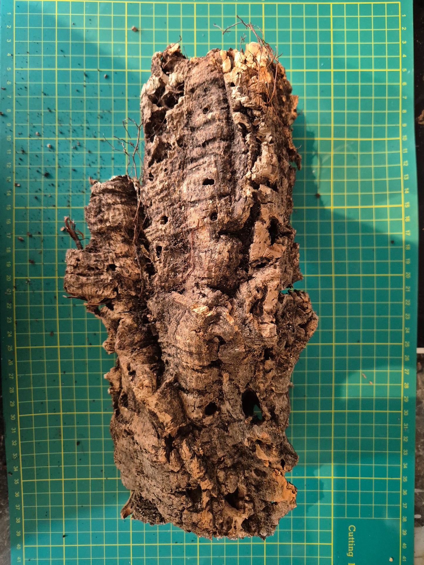 Cork Bark - The Bug Room