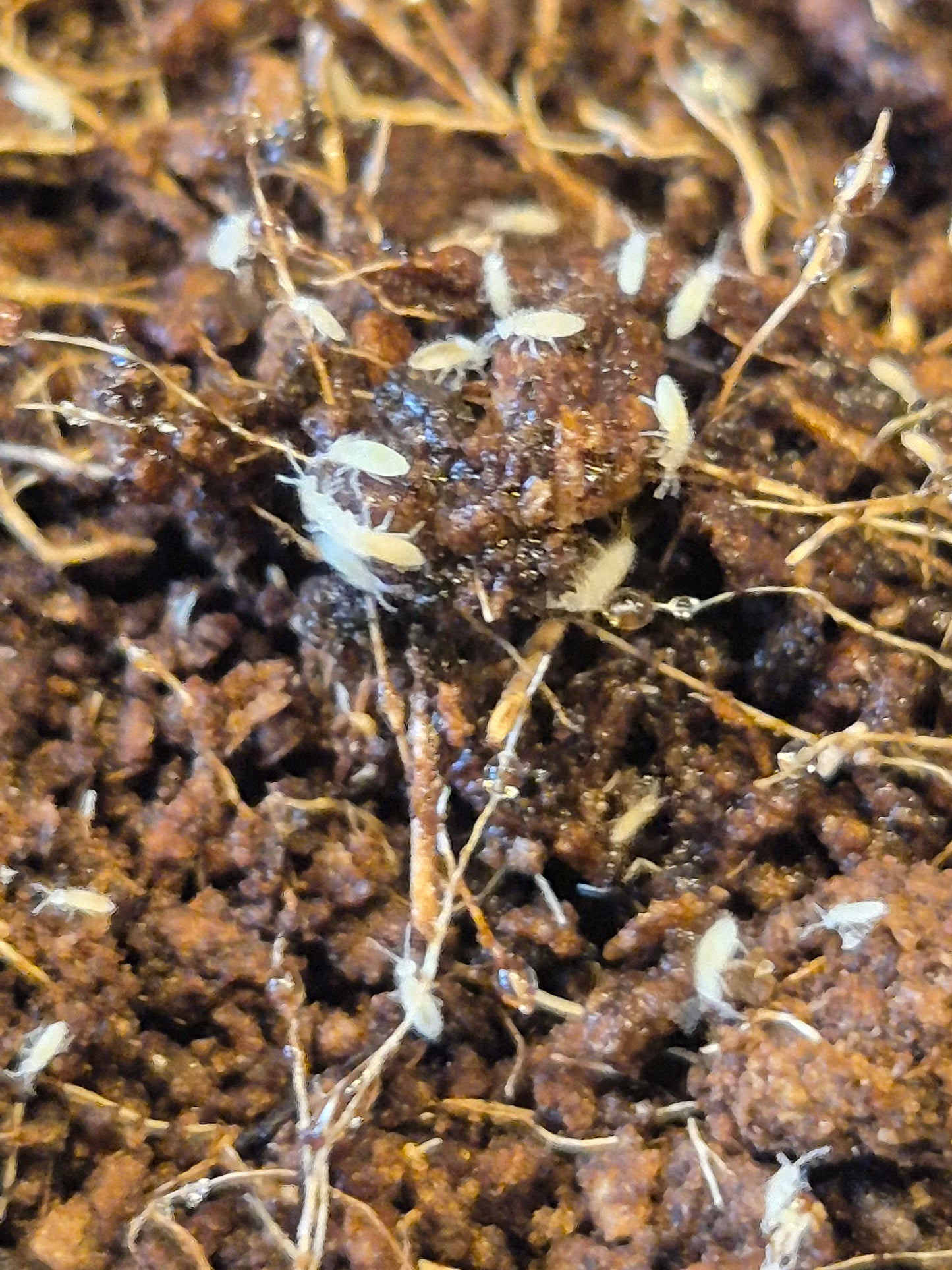 Tropical White Springtails (Collembola sp)