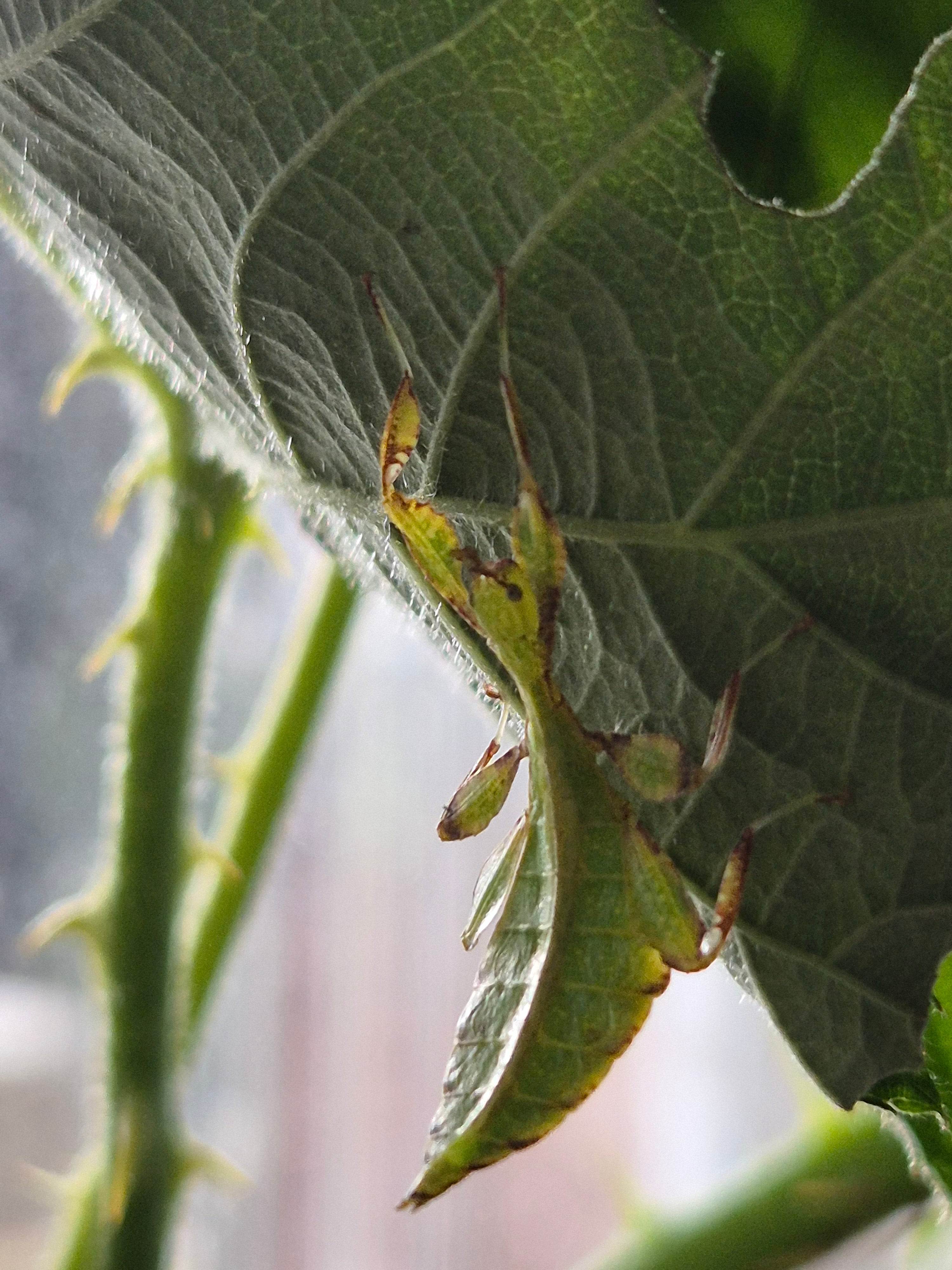 Temp Insecte Phyllium philippinicum (leaf insect) | The Bug Room