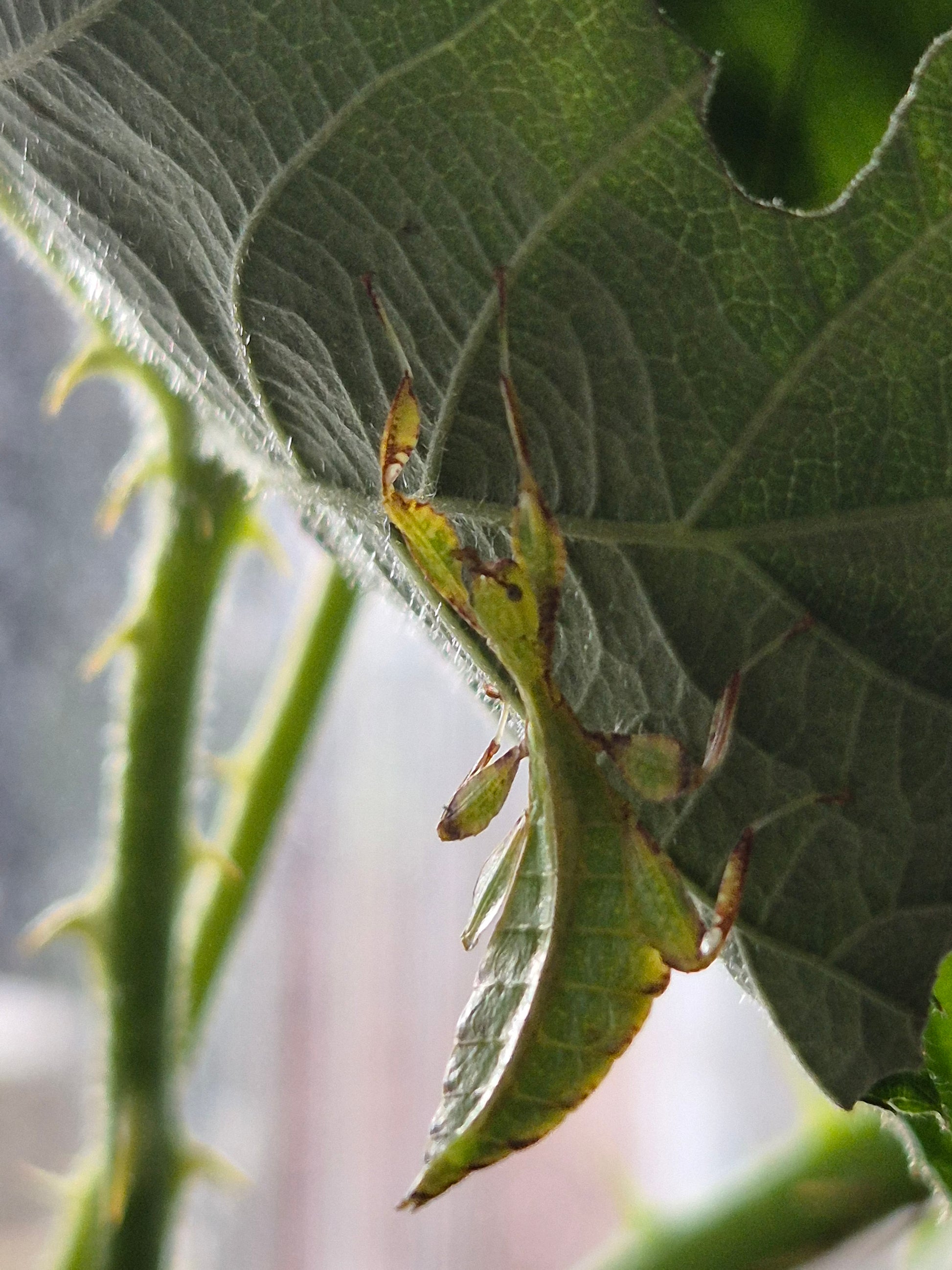 Phyllium philippinicum (leaf insect) - The Bug Room