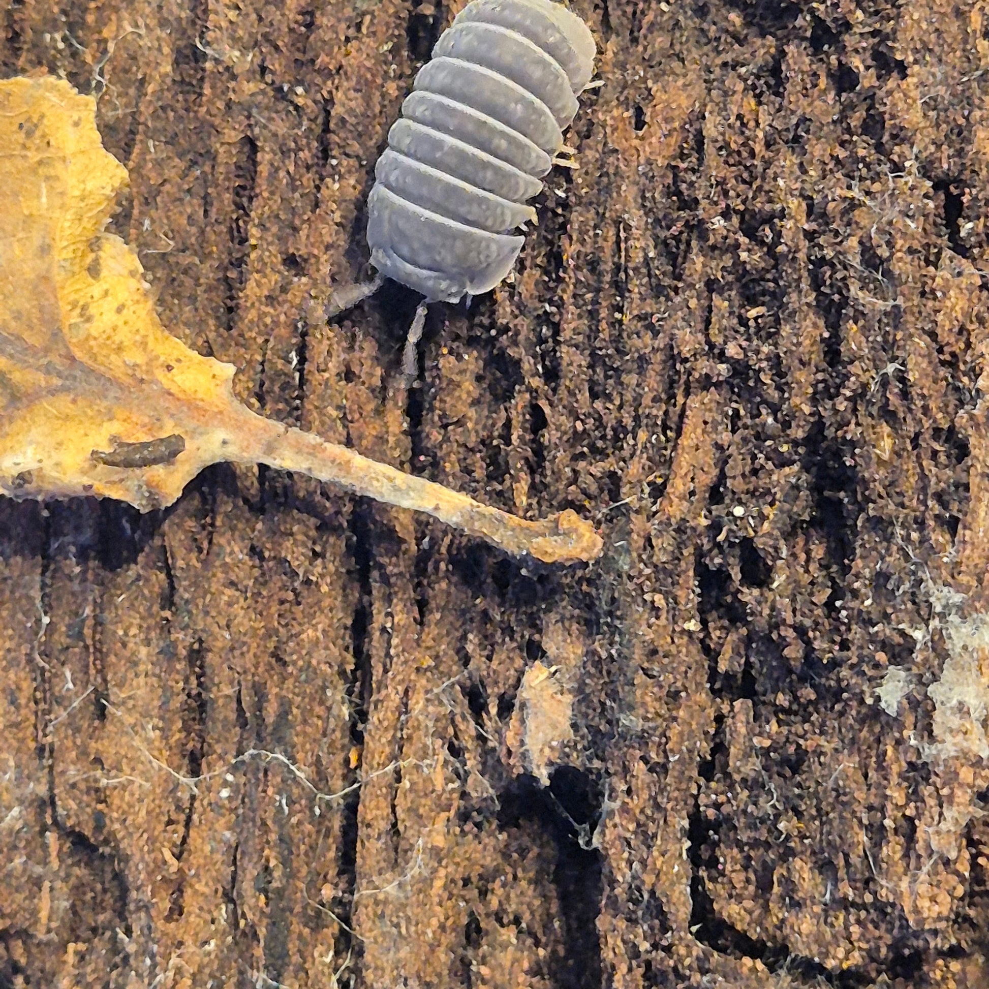 Armadillo Tubercalatus - The Bug Room