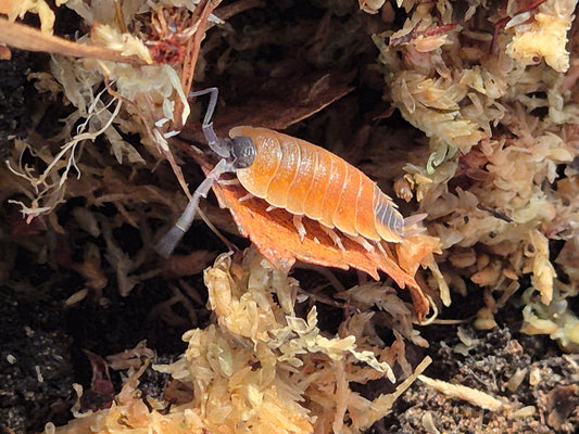 Porcellio Silvestri Isopods