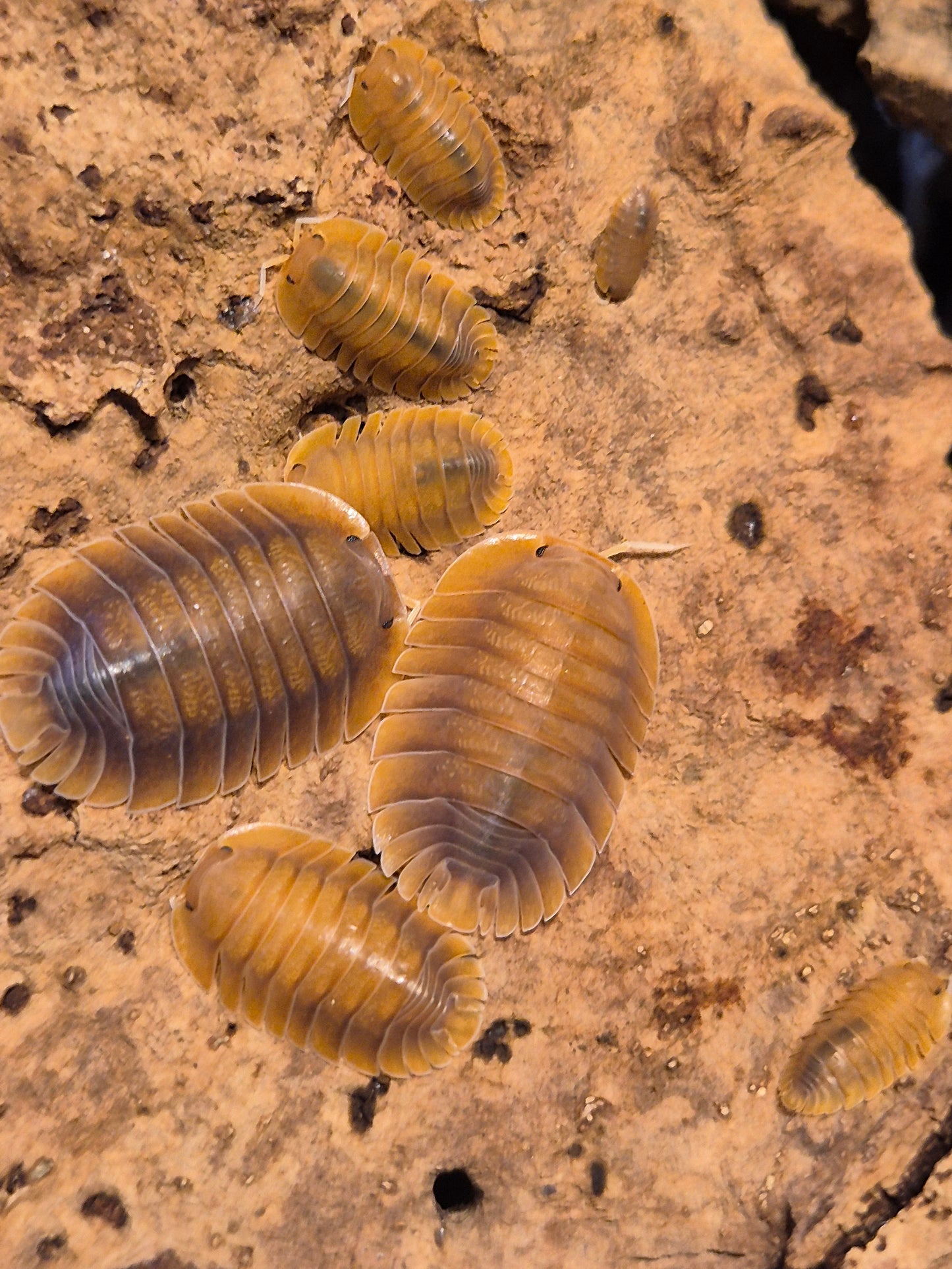 Troglodillo sp. Vex Isopods - The Bug Room