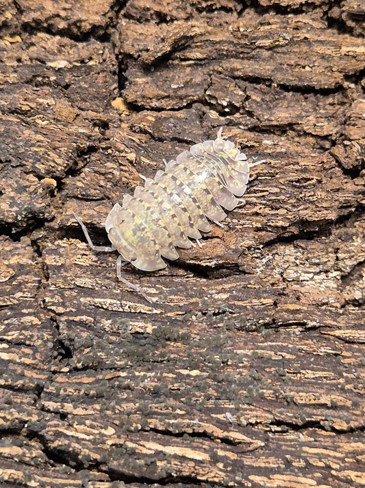 Armadillidium Amegloi Isopods