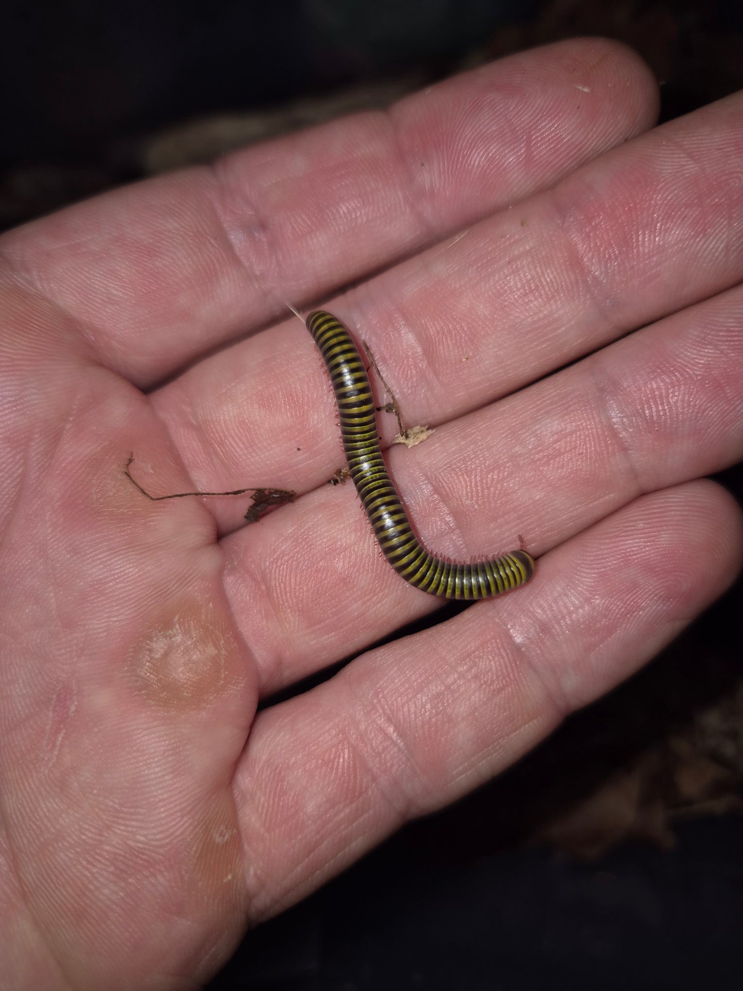 Anadenobolus monilicornis "Bumblebee" Millipedes