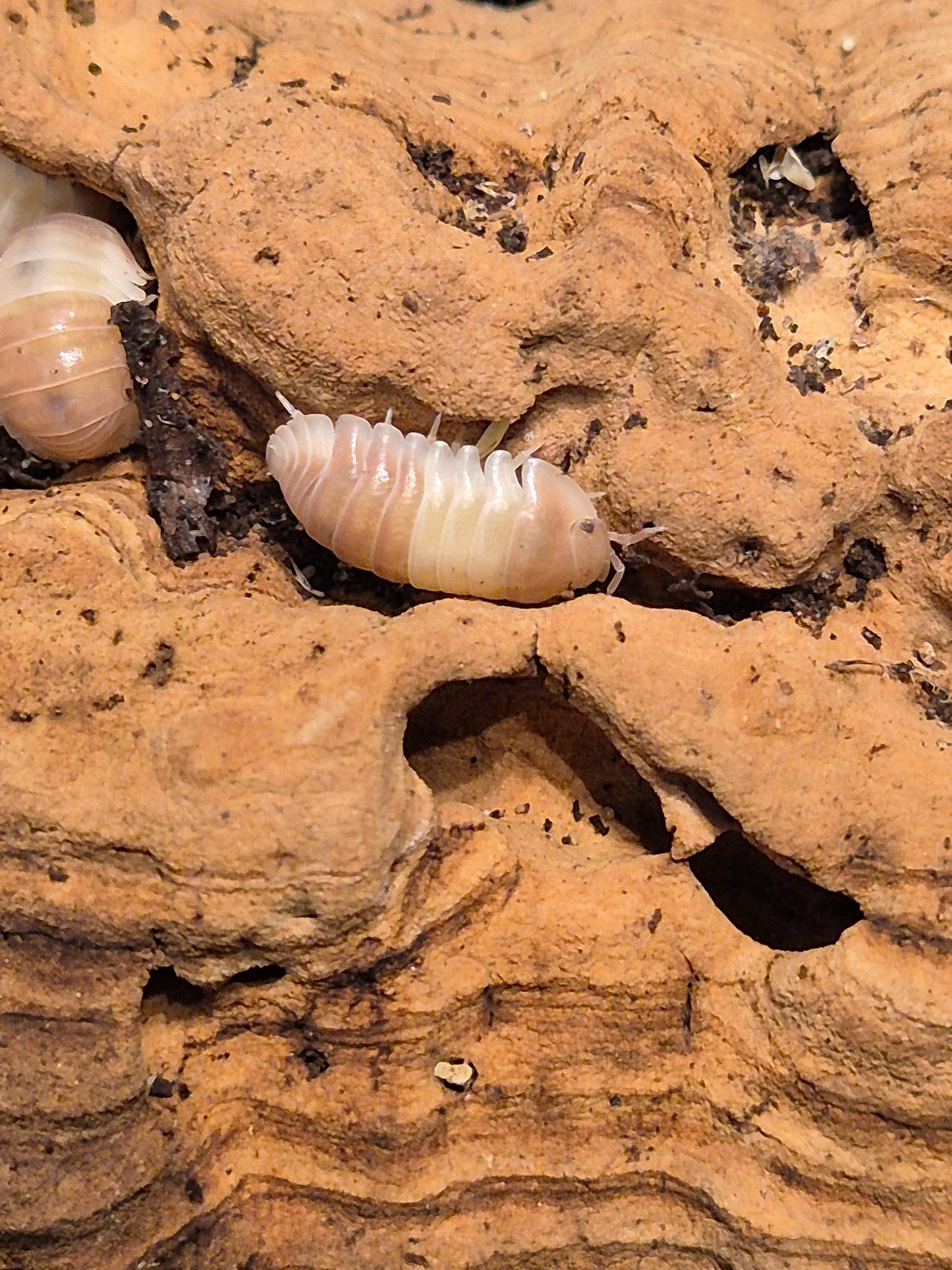 Cubaris sp "Pink Panda" Isopods