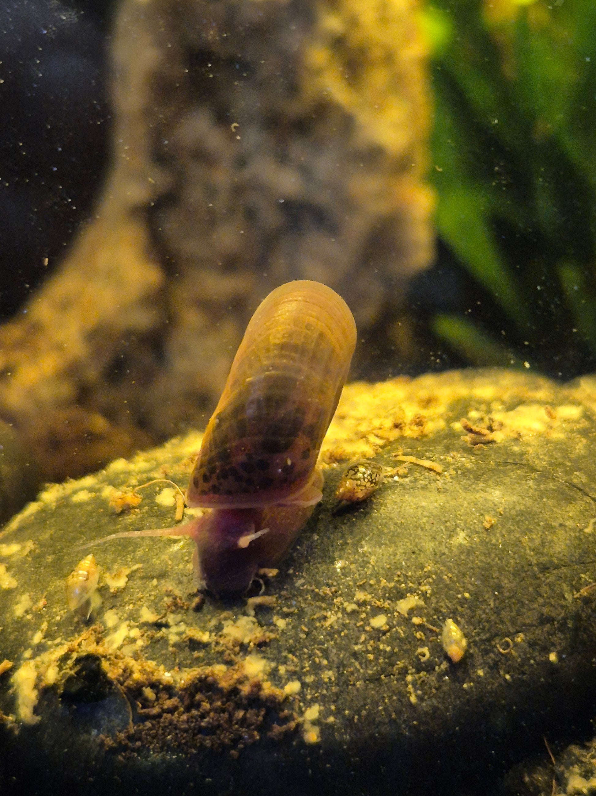 Ramshorn Snail (Planorbella duryi) - The Bug Room