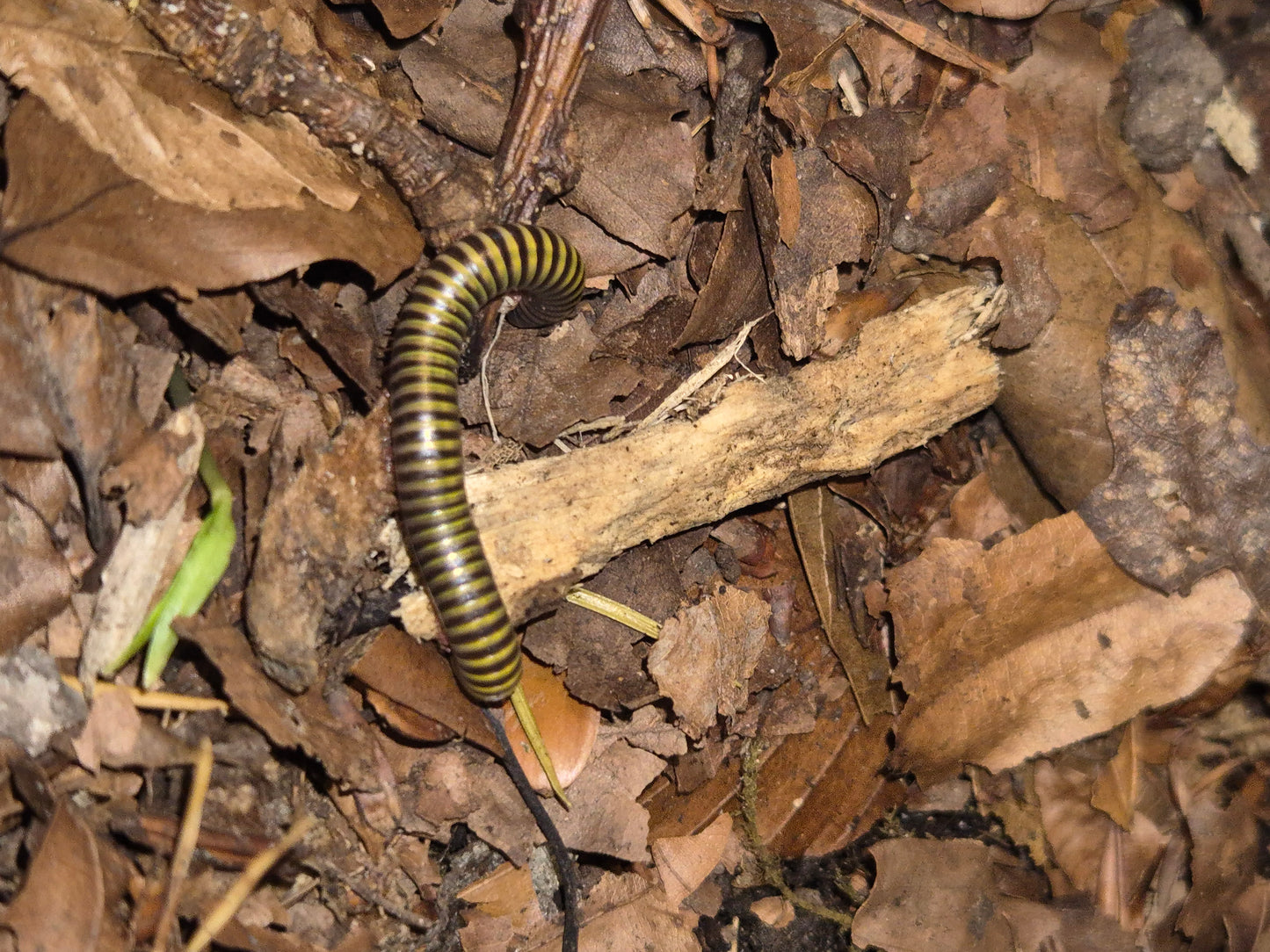 Anadenobolus monilicornis "Bumblebee" Millipedes