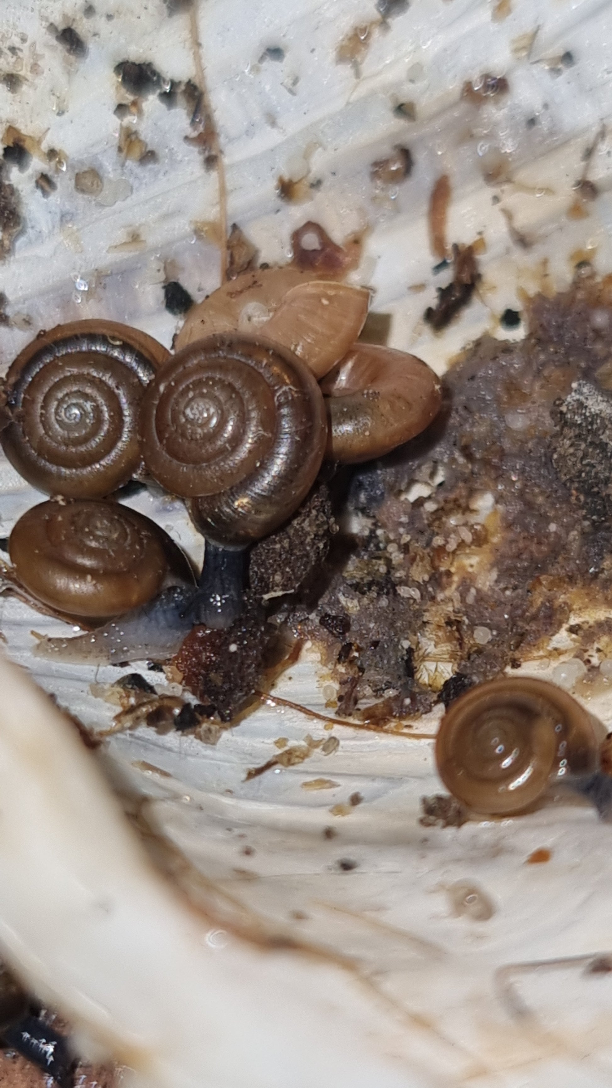 oxychilus alliarius, garlic snails

